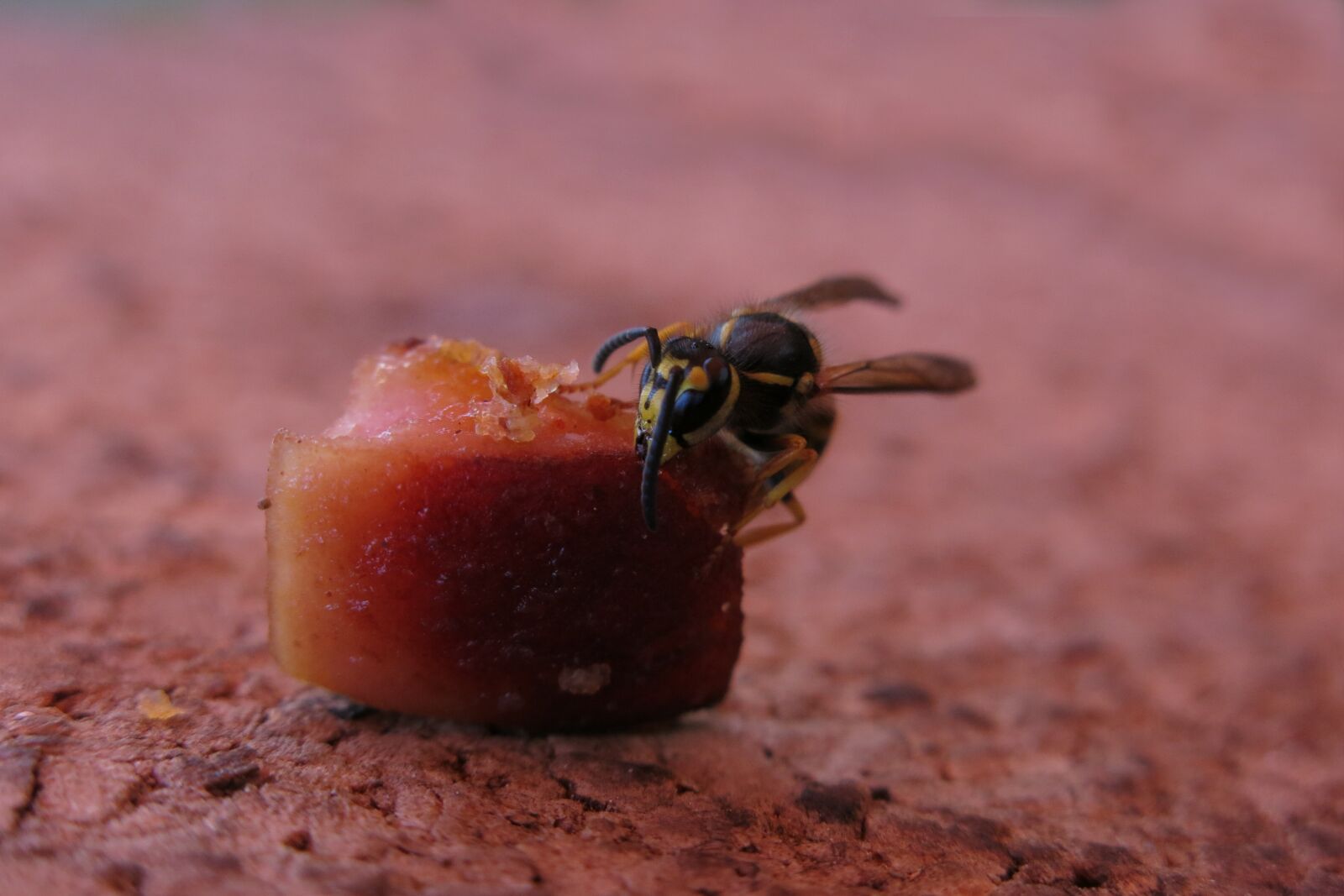 Canon PowerShot G15 sample photo. German wasp, vespula germanica photography