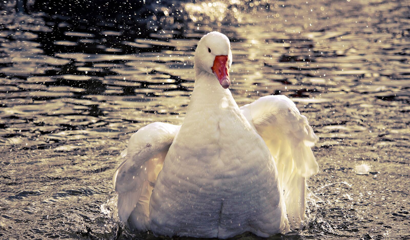 Canon EOS 100D (EOS Rebel SL1 / EOS Kiss X7) sample photo. Goose, domestic goose, poultry photography
