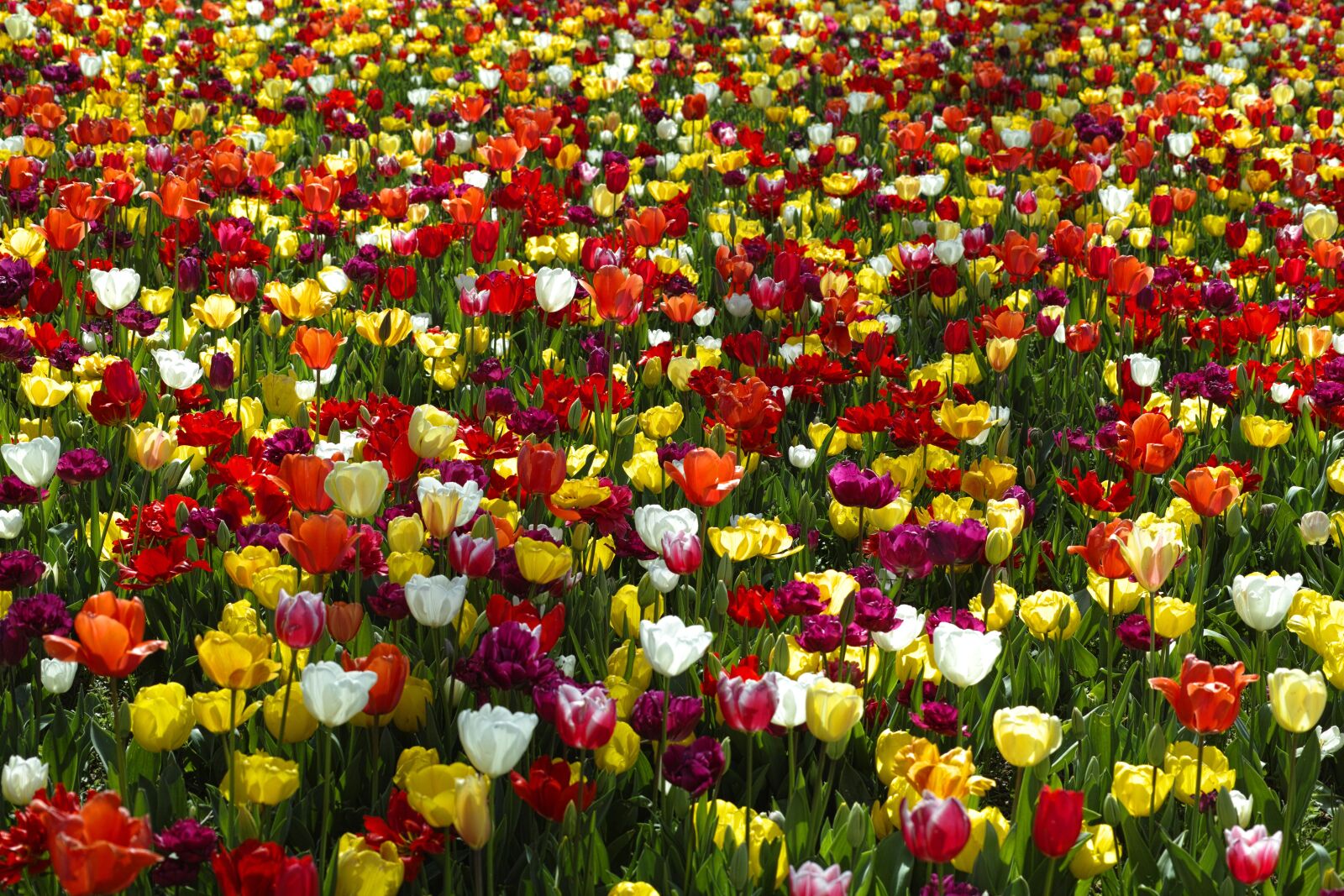 Sigma DP3 Merrill sample photo. Tulips, flower, flowers photography