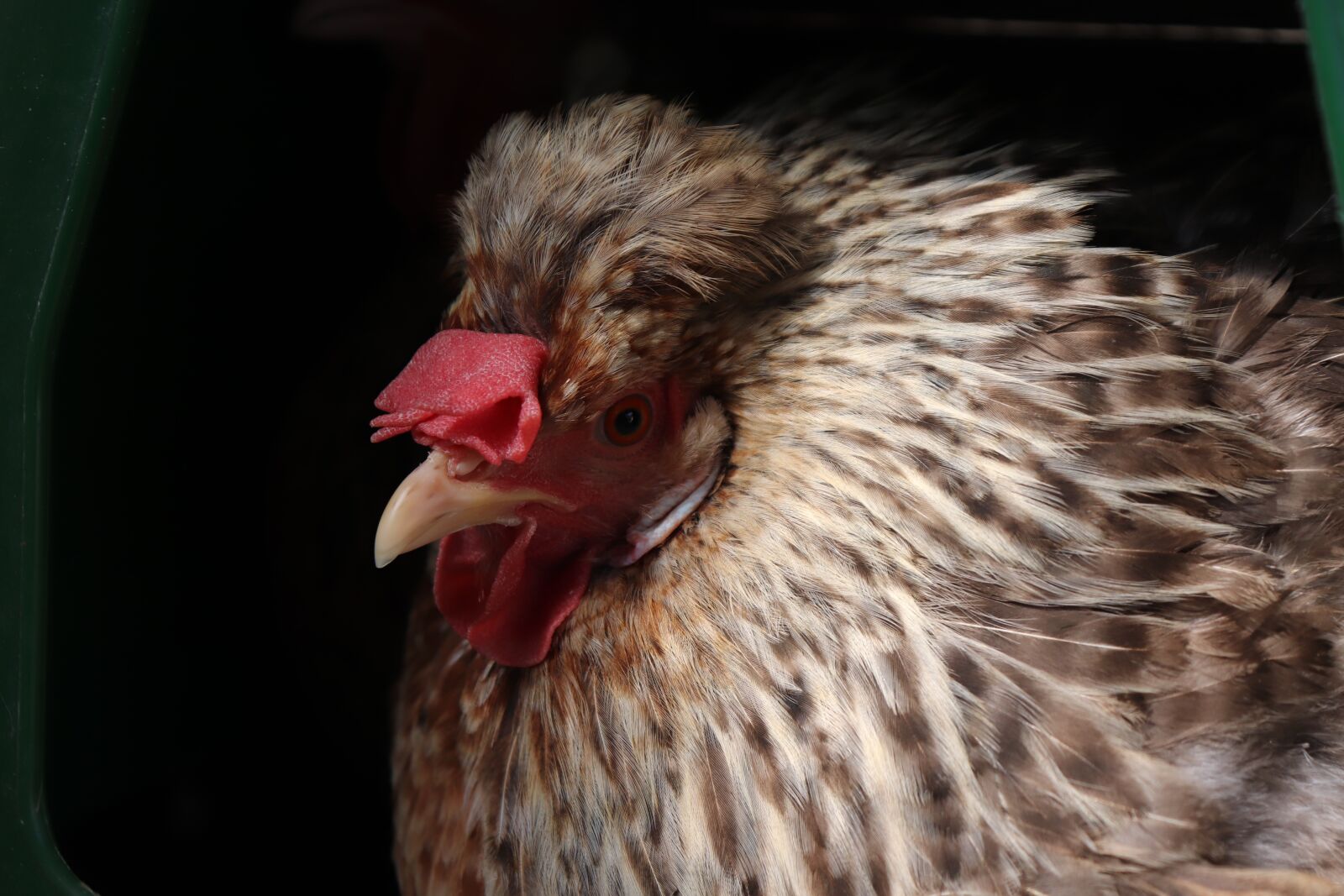 Canon EOS 200D (EOS Rebel SL2 / EOS Kiss X9) sample photo. Cream legbar, chicken, animal photography