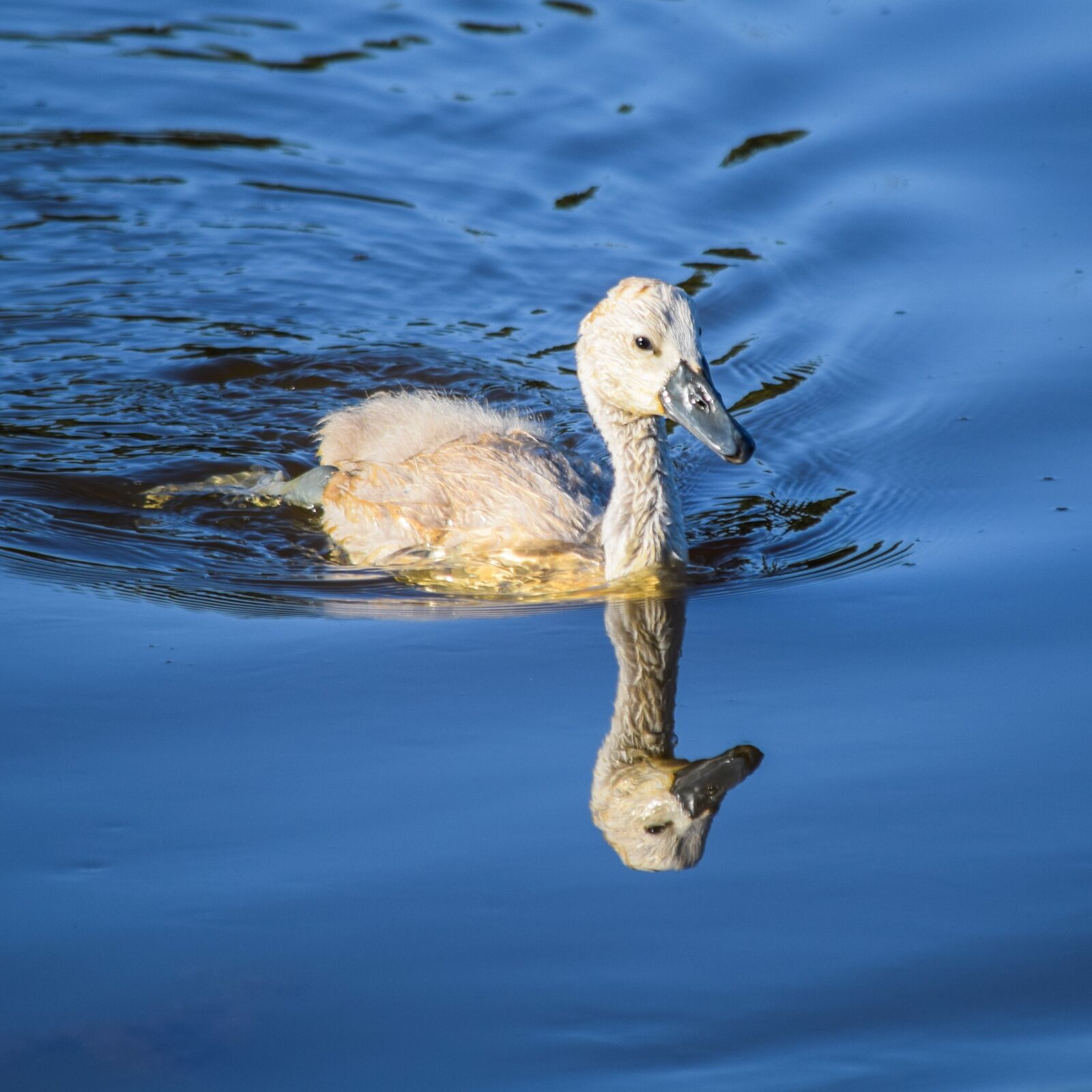 Nikon D5300 sample photo. Animal, swan, water photography