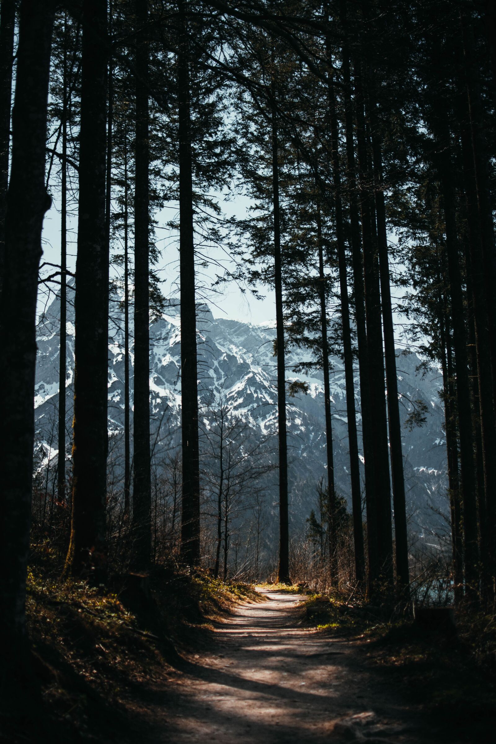 Nikon D5200 sample photo. Forest, away, path photography