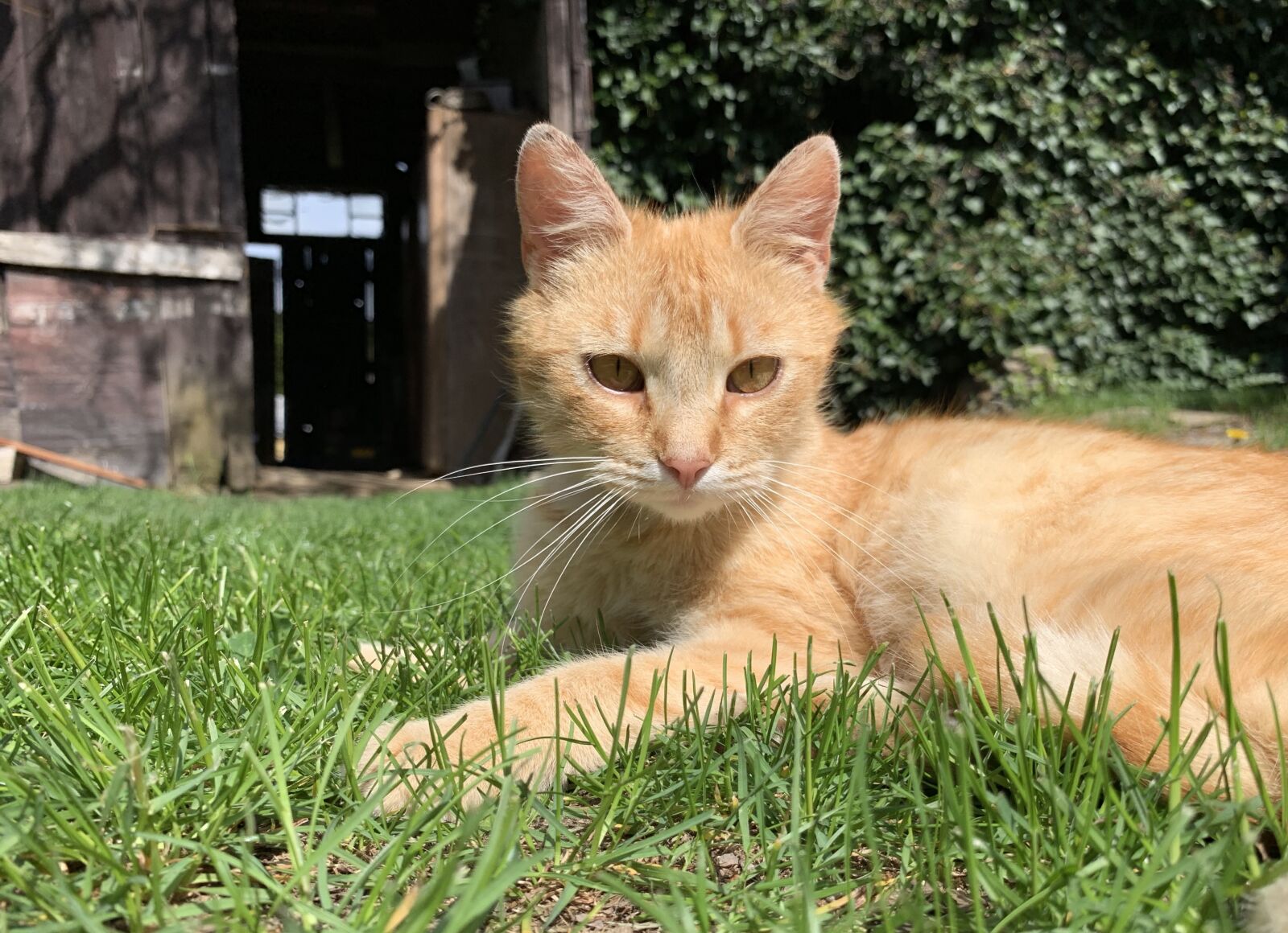 iPhone XR back camera 4.25mm f/1.8 sample photo. Cat, kitten, countryside photography