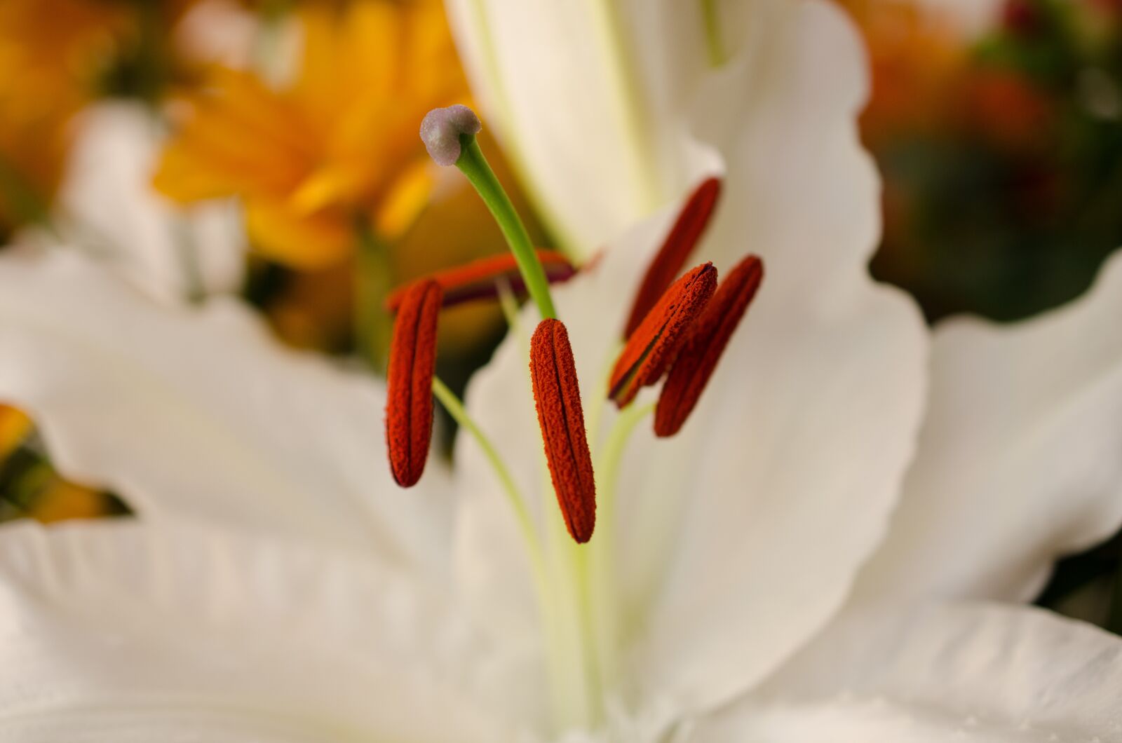 Nikon D7000 sample photo. Flower, white flower, macro photography