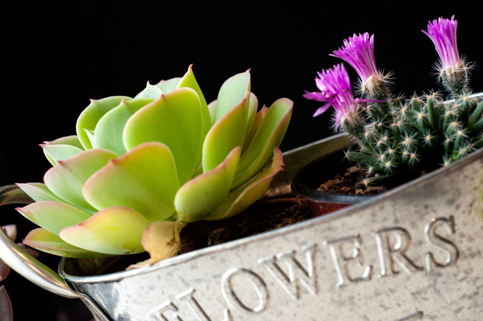 Nikon D5000 sample photo. Arrangement, beautiful, flowers, cactus photography
