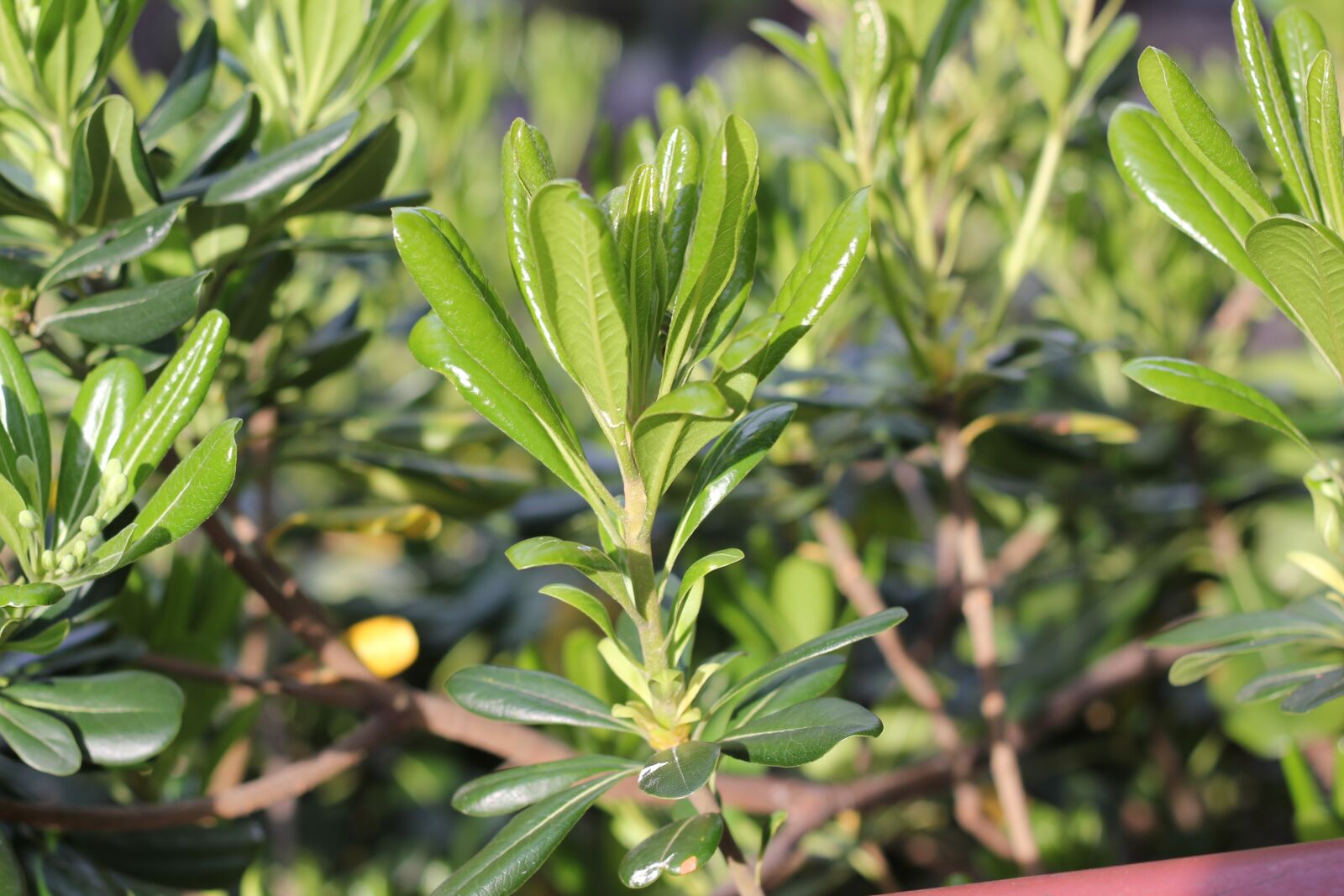 Canon EOS 550D (EOS Rebel T2i / EOS Kiss X4) sample photo. Shrub, vegetation, green photography