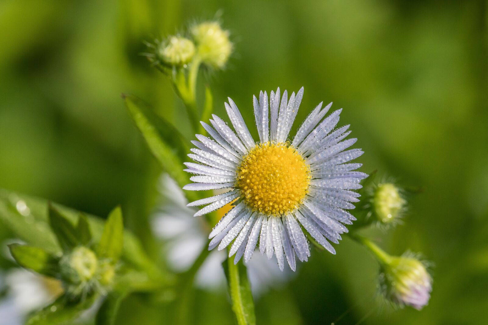 Canon EF 100mm F2.8L Macro IS USM sample photo. Morgentau, flower, yellow photography