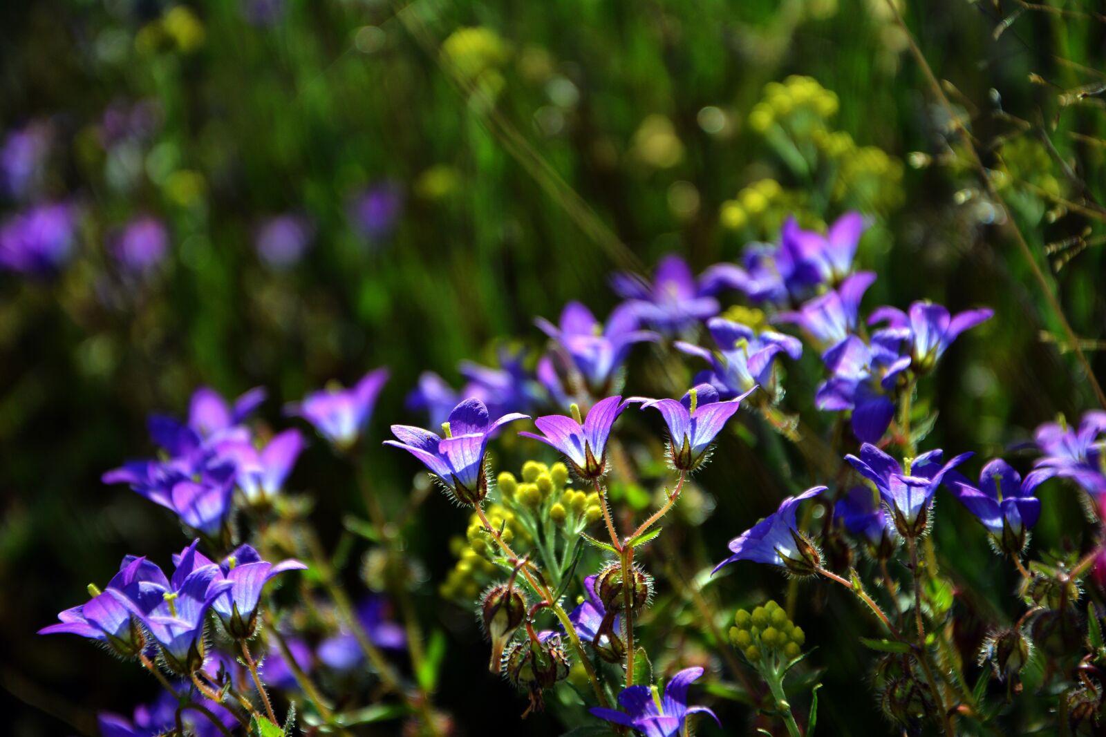Nikon D7100 sample photo. Wildflowers, the bluebells, spring photography