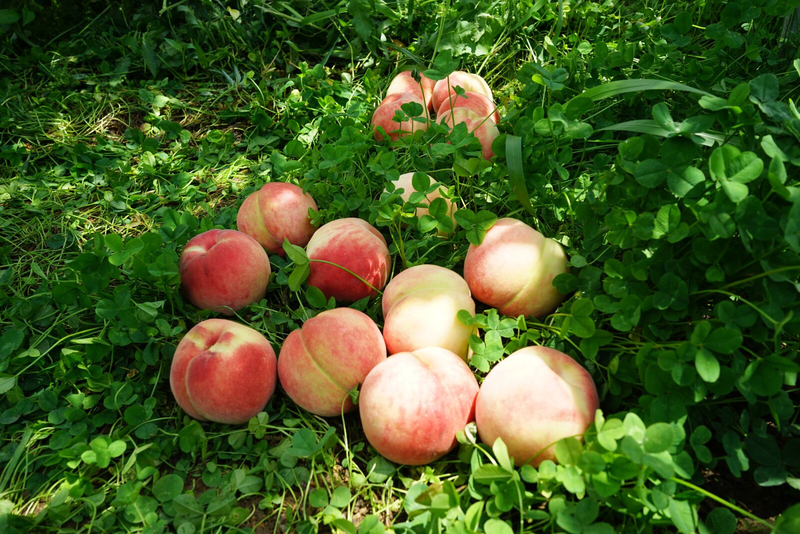 Sony a7 II + Sony FE 28-70mm F3.5-5.6 OSS sample photo. Fruit, peach, food photography