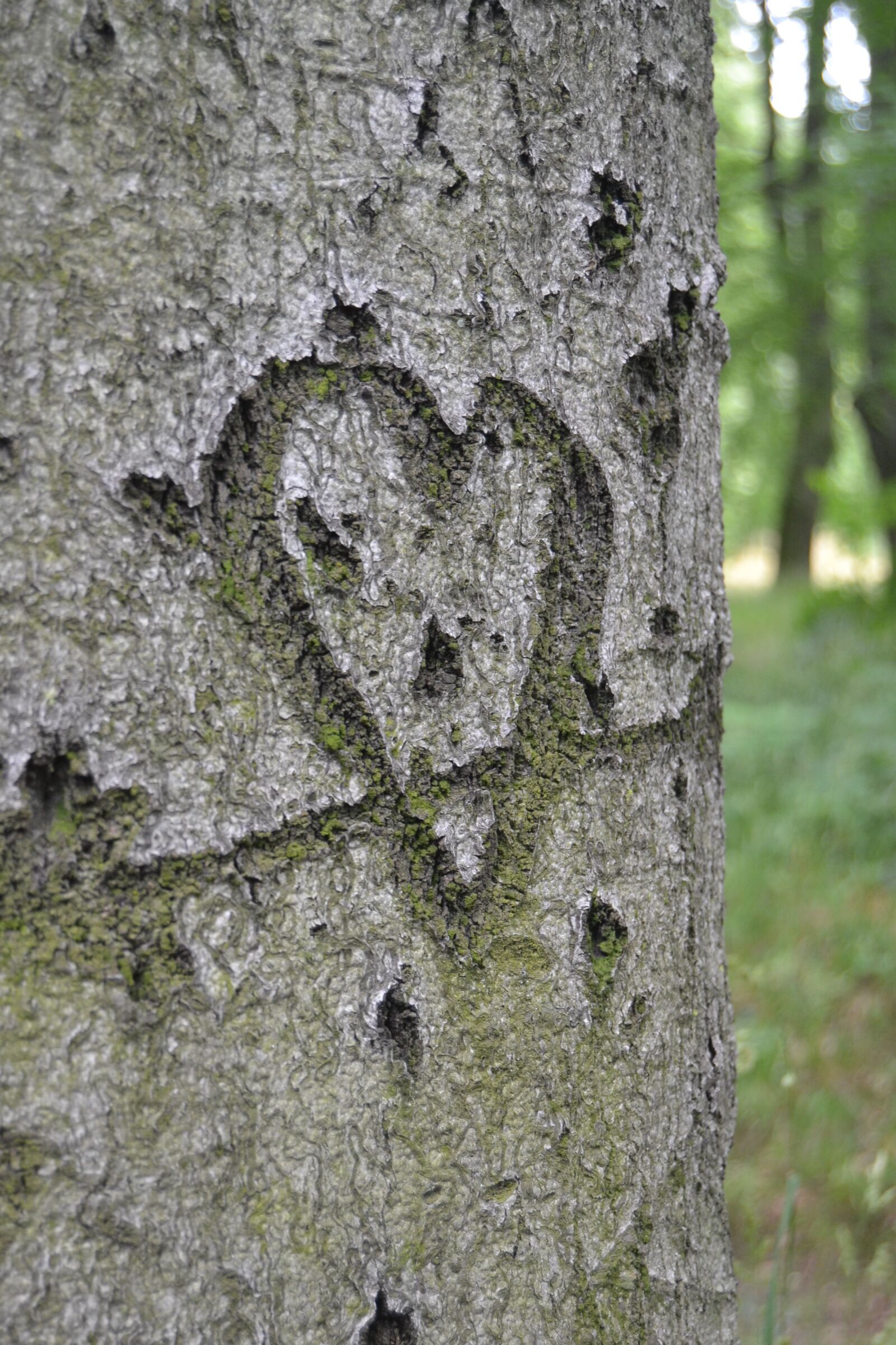 Nikon D3100 sample photo. Herz, symbol, baum photography