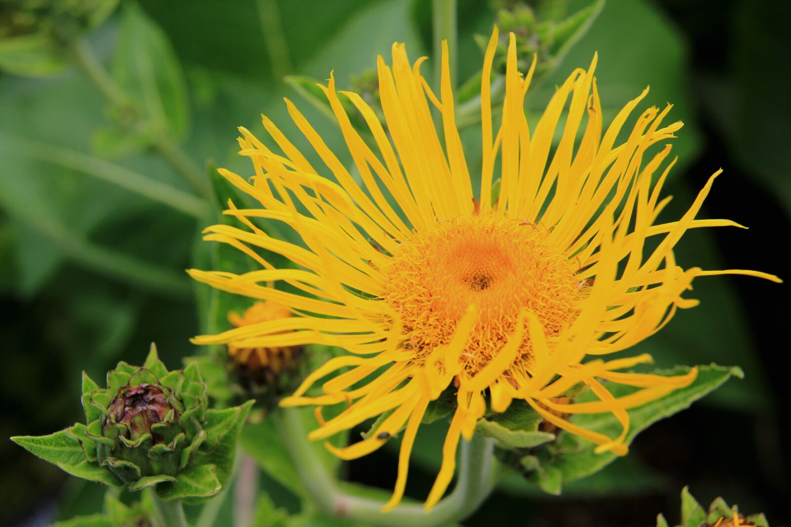 Canon EF-S 18-200mm F3.5-5.6 IS sample photo. Flower, yellow, garden photography