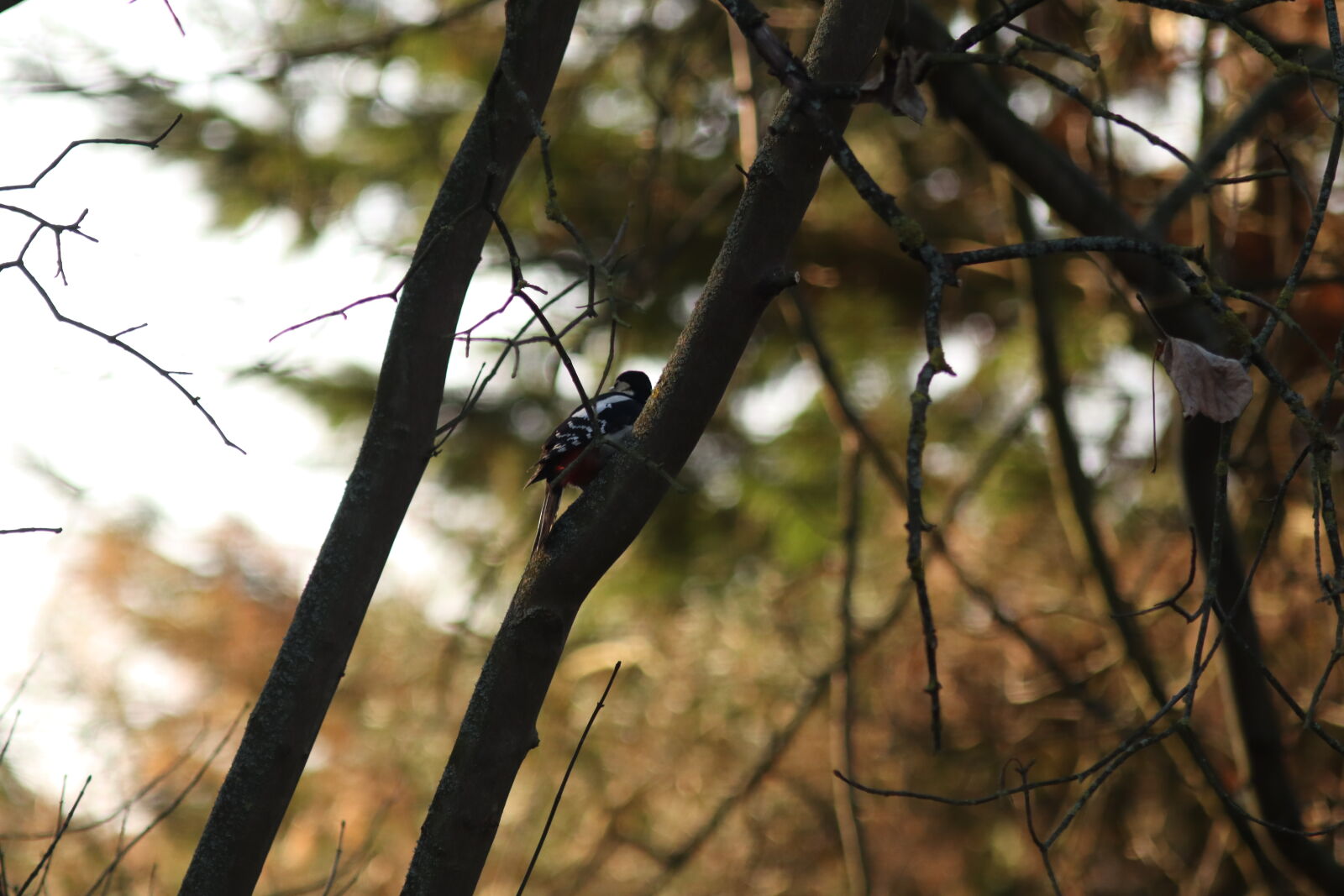 Canon EF 300mm F4L IS USM sample photo