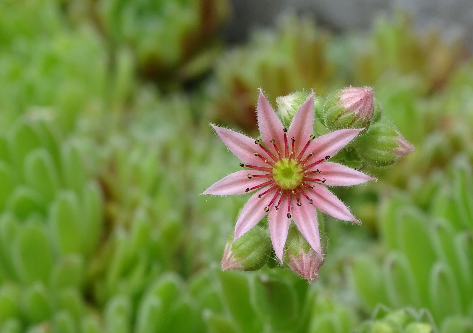 Sony Cyber-shot DSC-HX400V sample photo. Houseleek, dachwurz, succulent photography