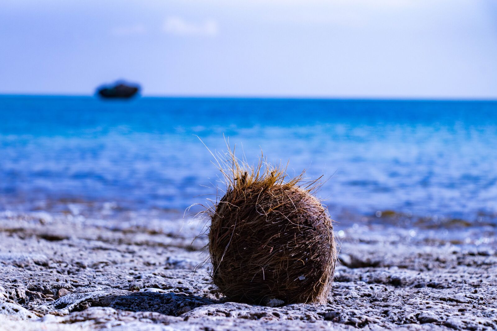 Canon EF-S 18-135mm F3.5-5.6 IS USM sample photo. Ishigaki, okinawa, coconut photography