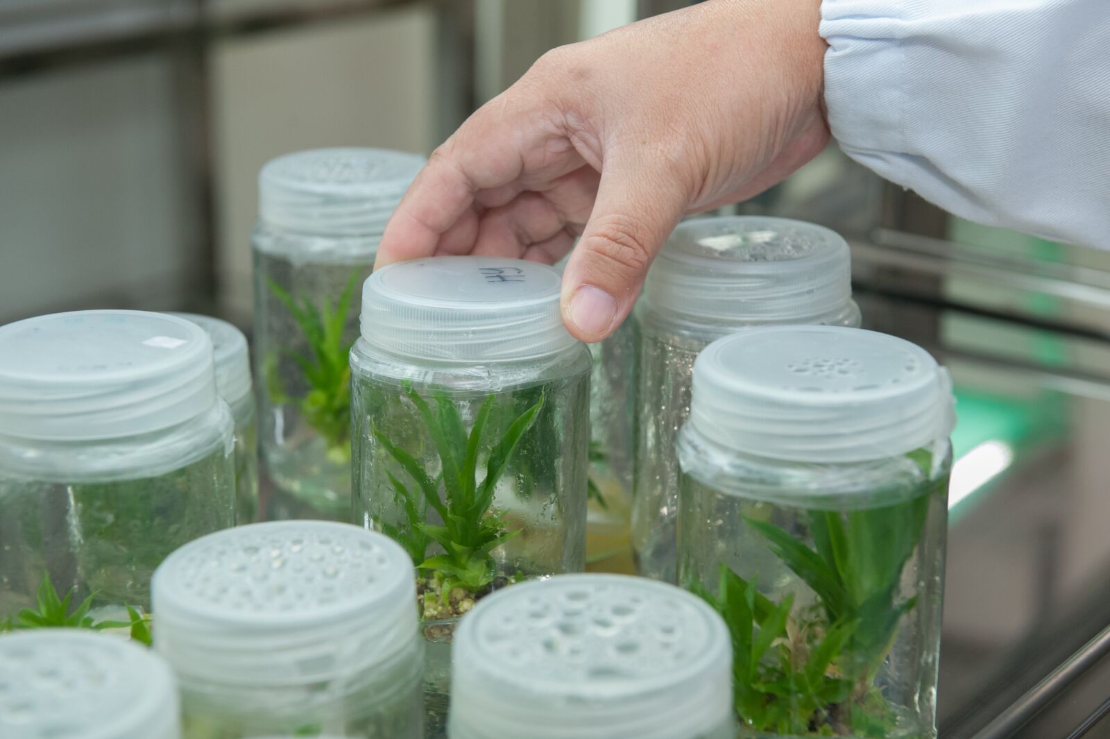 Nikon D700 sample photo. Plant tissue culture facility photography