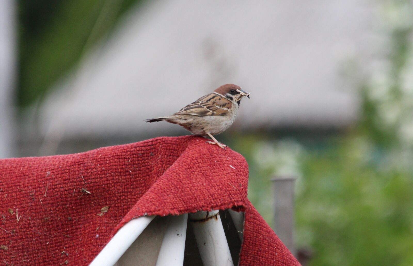 Canon EOS 650D (EOS Rebel T4i / EOS Kiss X6i) sample photo. Sparrow, carpet, red photography