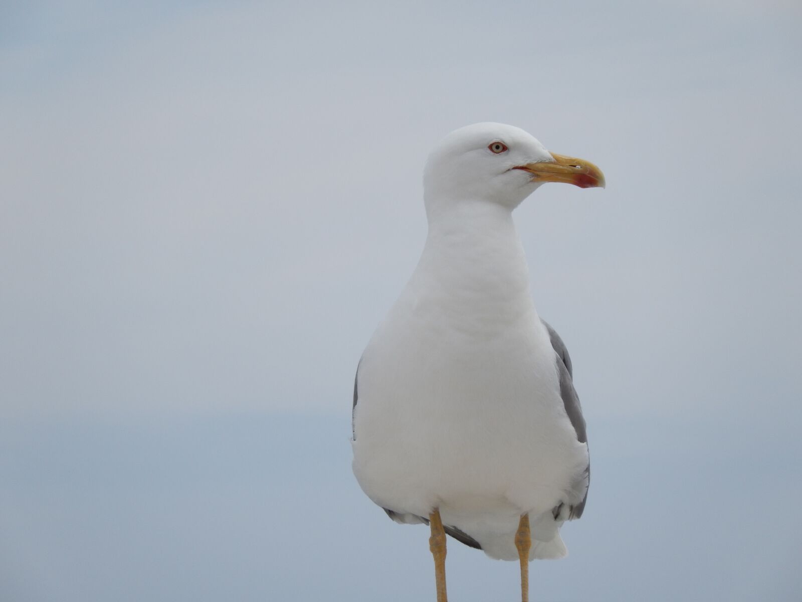 Nikon Coolpix S9500 sample photo. Sea gull, bird, seagull photography