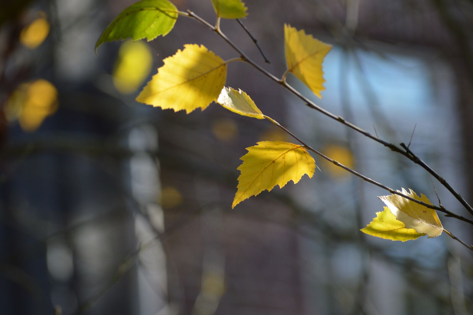 Nikon D3200 sample photo. Nature, sheet, plant photography