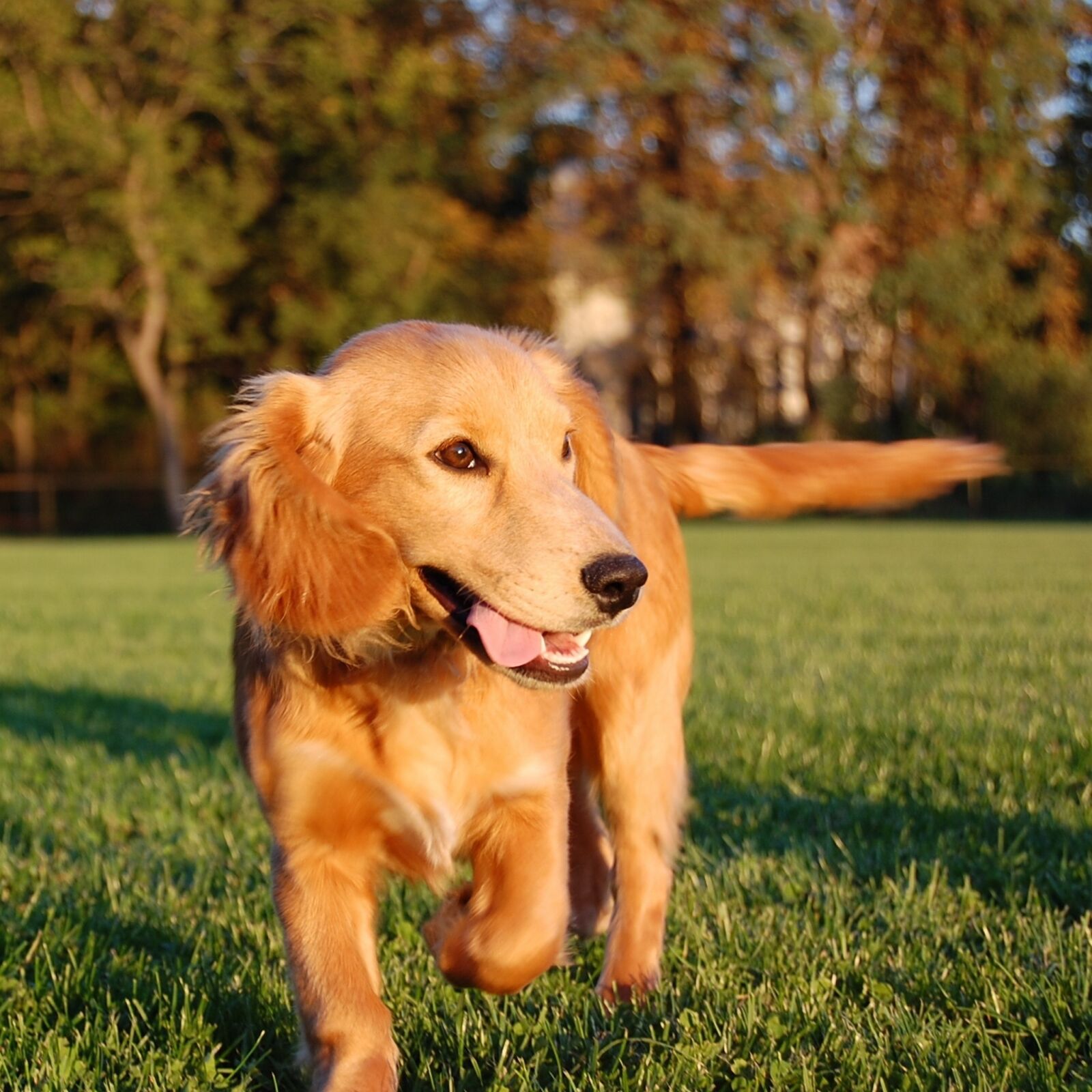 Nikon D40 sample photo. Dog, running dog, run photography