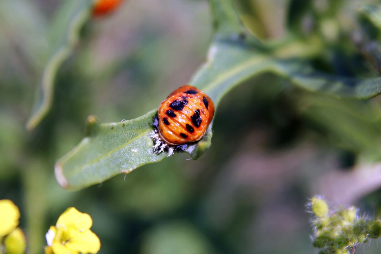 Canon EOS 550D (EOS Rebel T2i / EOS Kiss X4) sample photo. Larva, ladybug, marienk fer photography