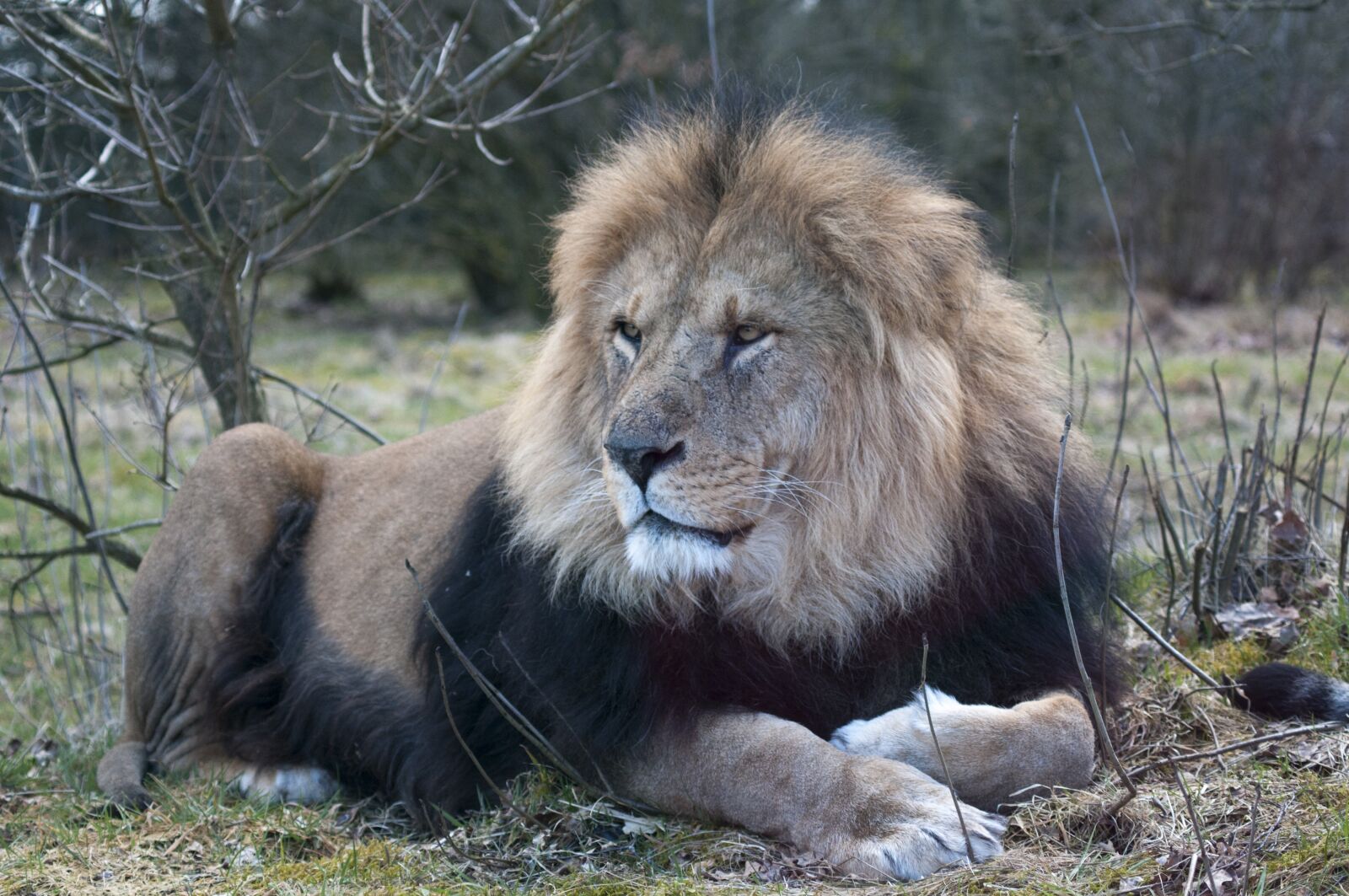 Nikon D300S sample photo. Lion, zoo, male lion photography