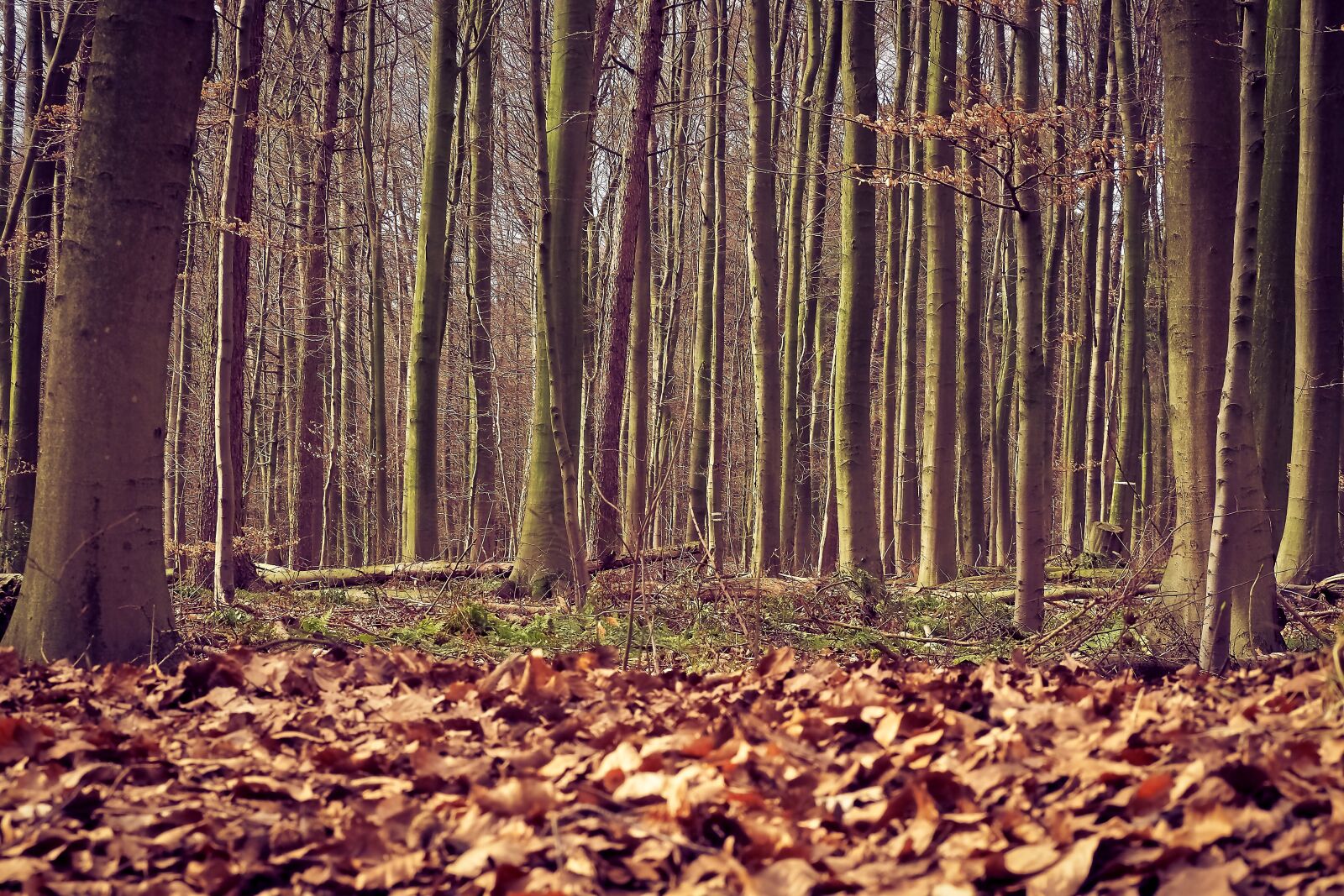 Olympus OM-D E-M10 sample photo. Forest, trees, nature photography