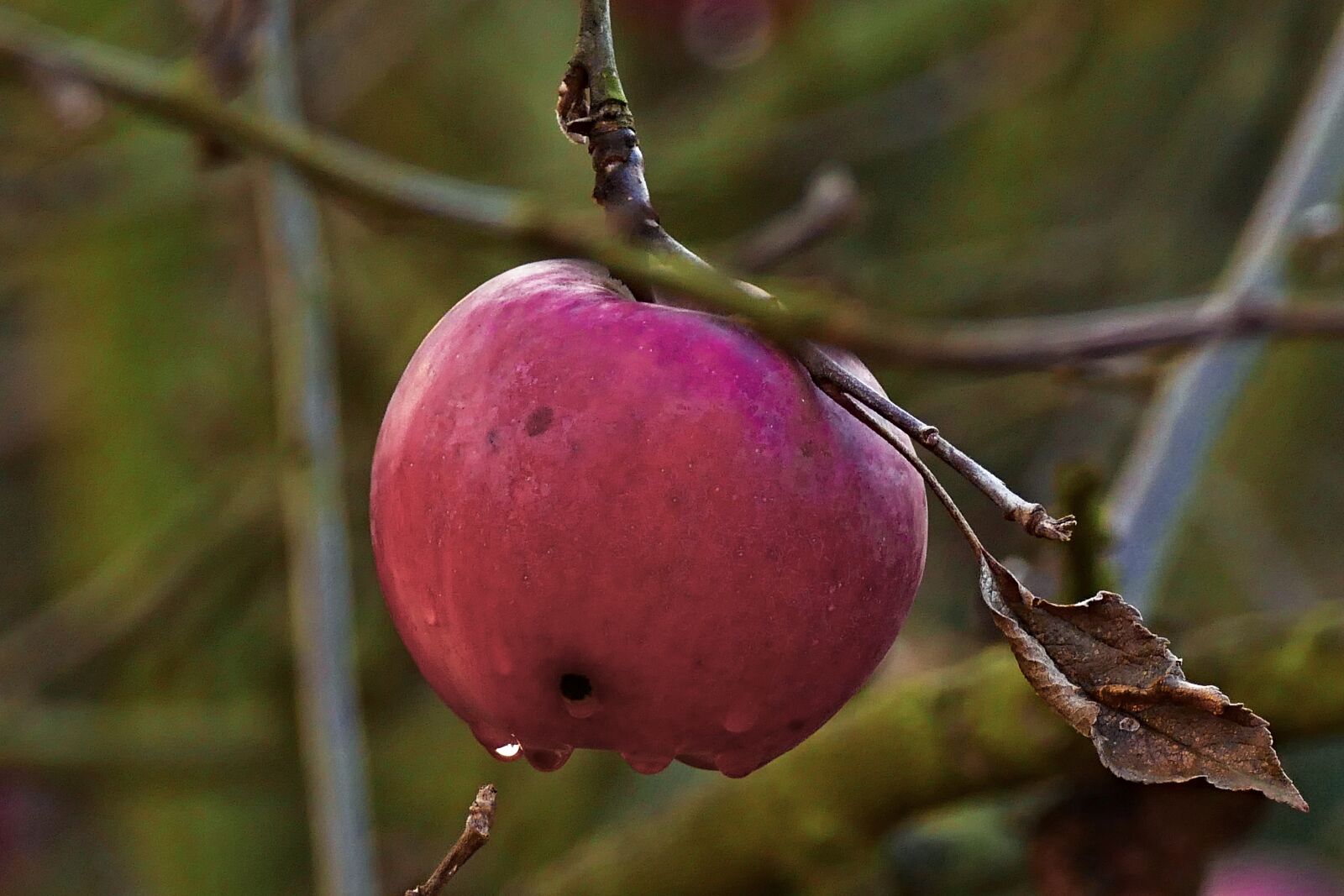 Panasonic Lumix DMC-FZ1000 sample photo. Apple, red apple, the photography