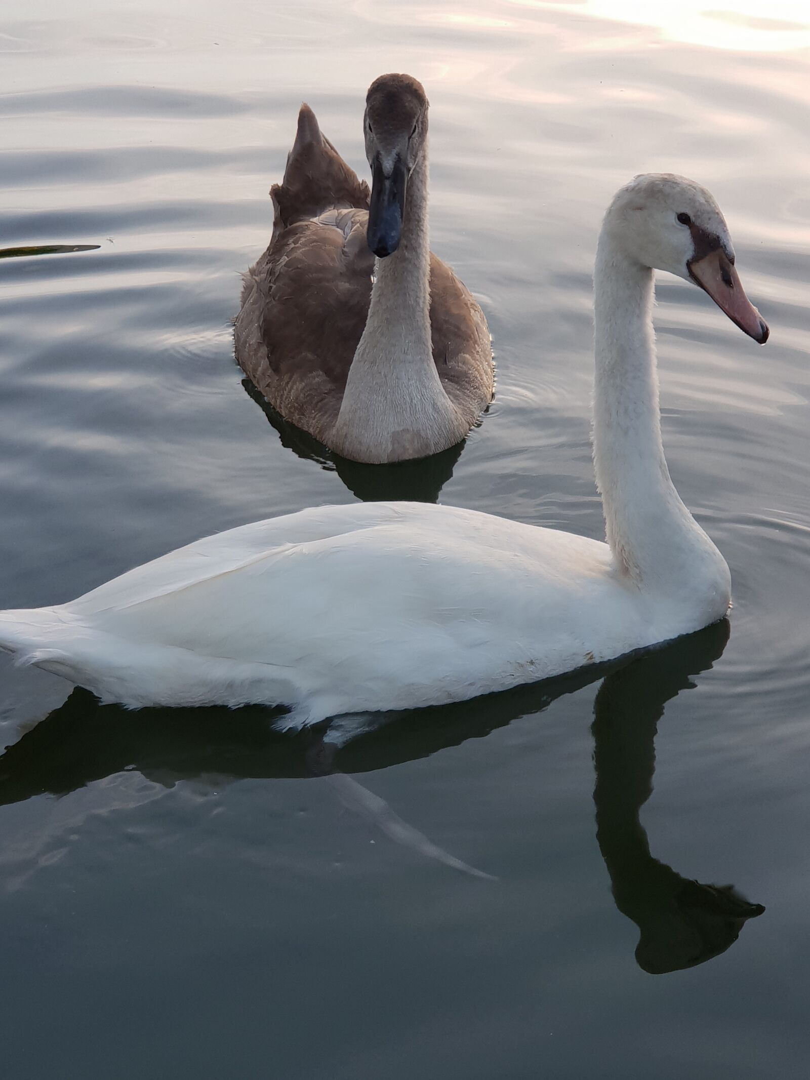 Samsung Galaxy S9+ sample photo. Swan, animal children, water photography