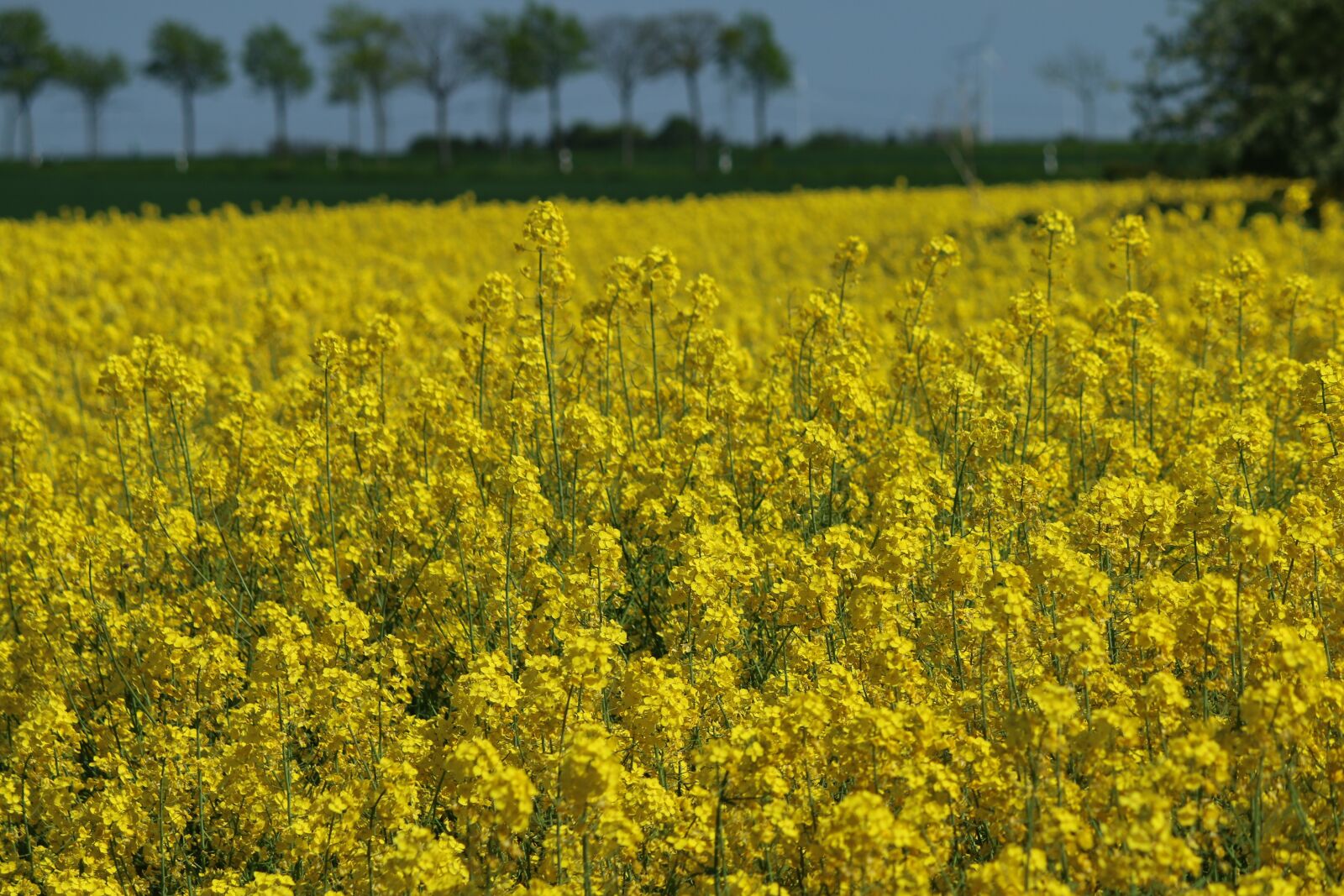Canon EF-S 55-250mm F4-5.6 IS sample photo. Oilseed rape, field photography