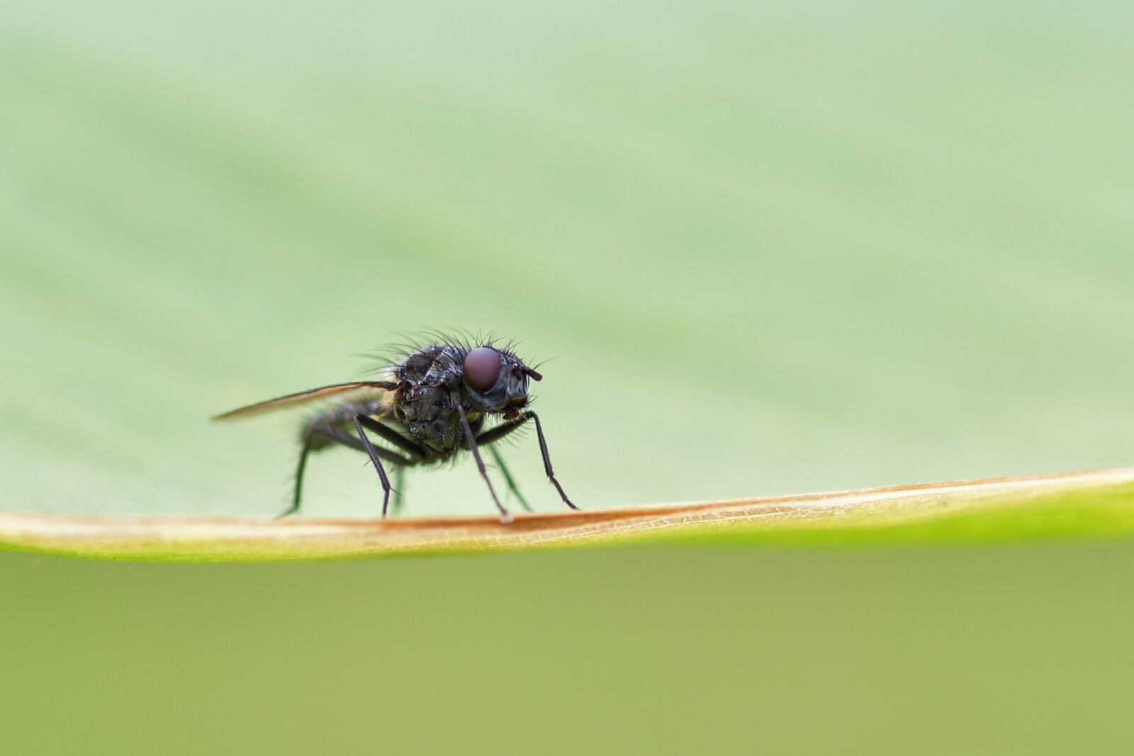 Nikon D500 sample photo. Fly, insect, macro photography