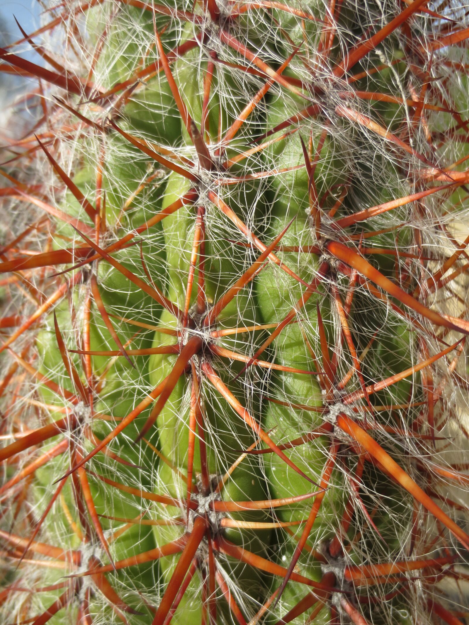 Canon IXUS 240 HS sample photo. Cactus, spines, spikes photography