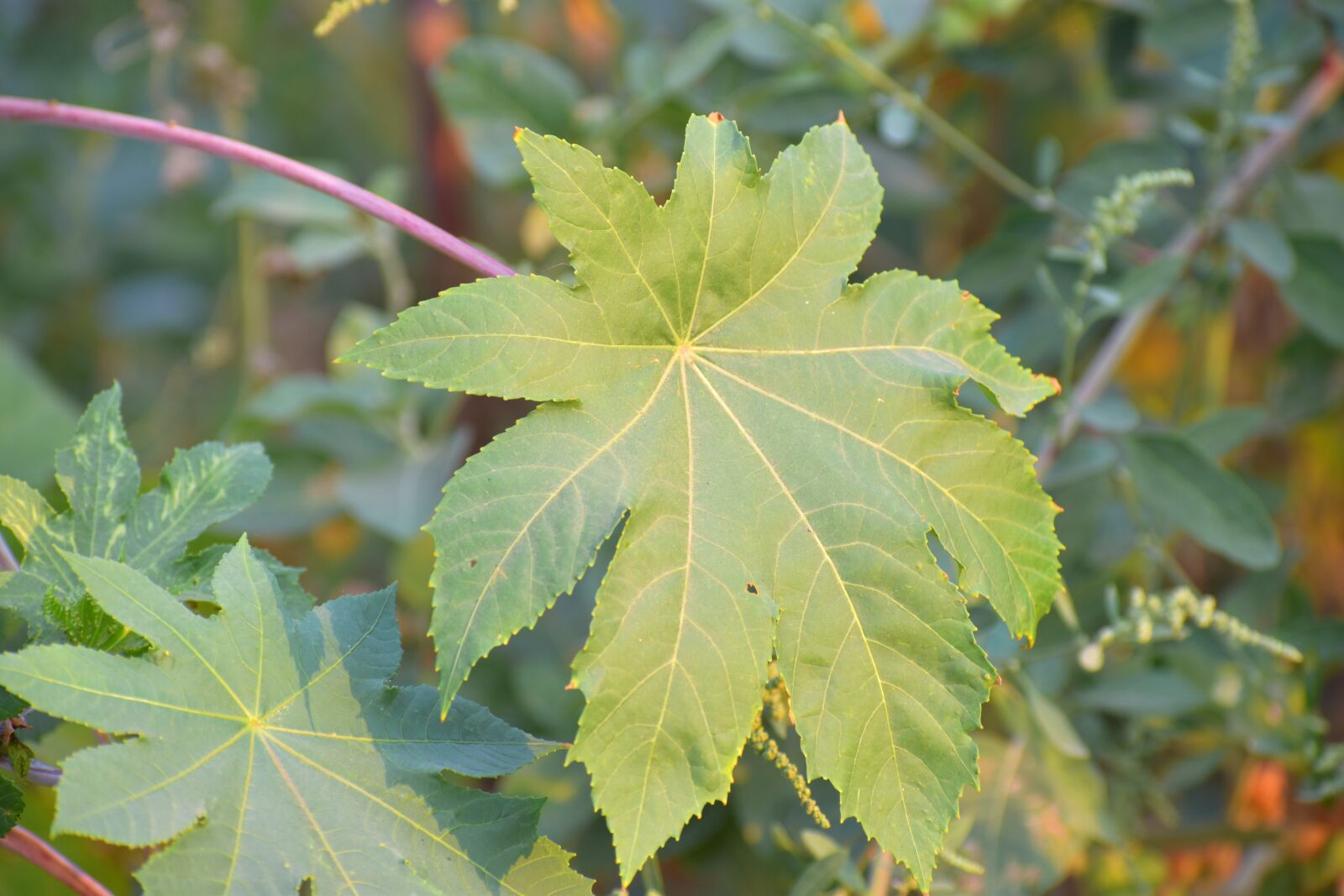 Nikon D5600 sample photo. Big jointed leaf, big photography