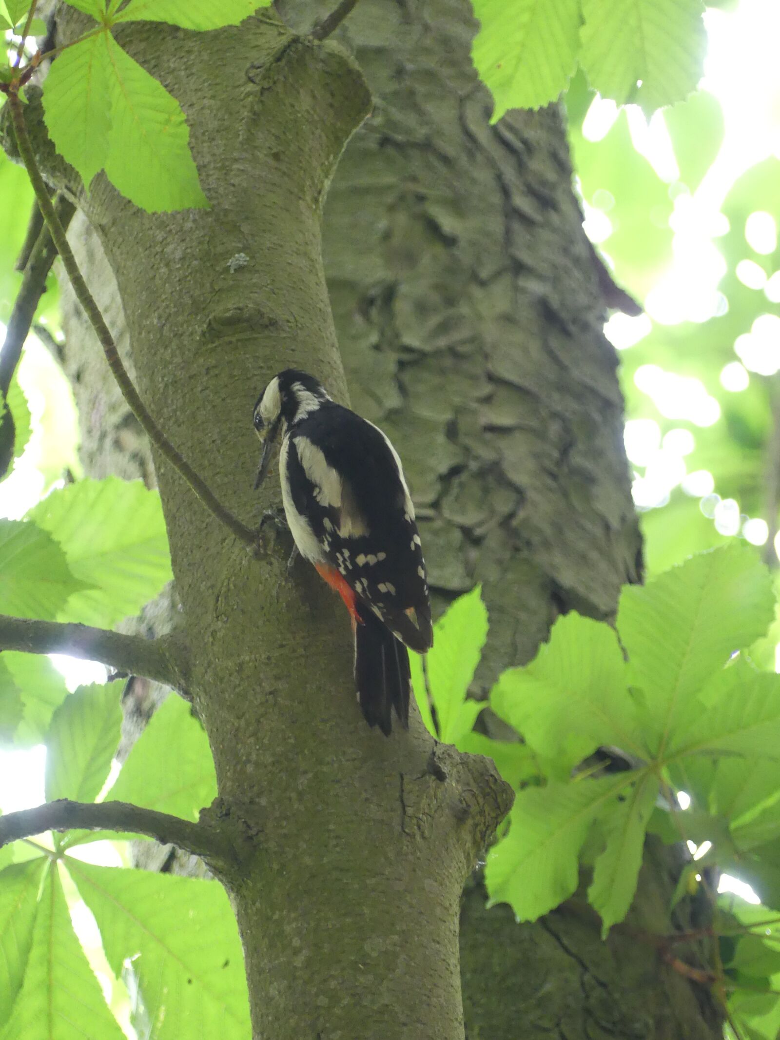 Panasonic Lumix DMC-FZ300 sample photo. Great spotted woodpecker, animal photography