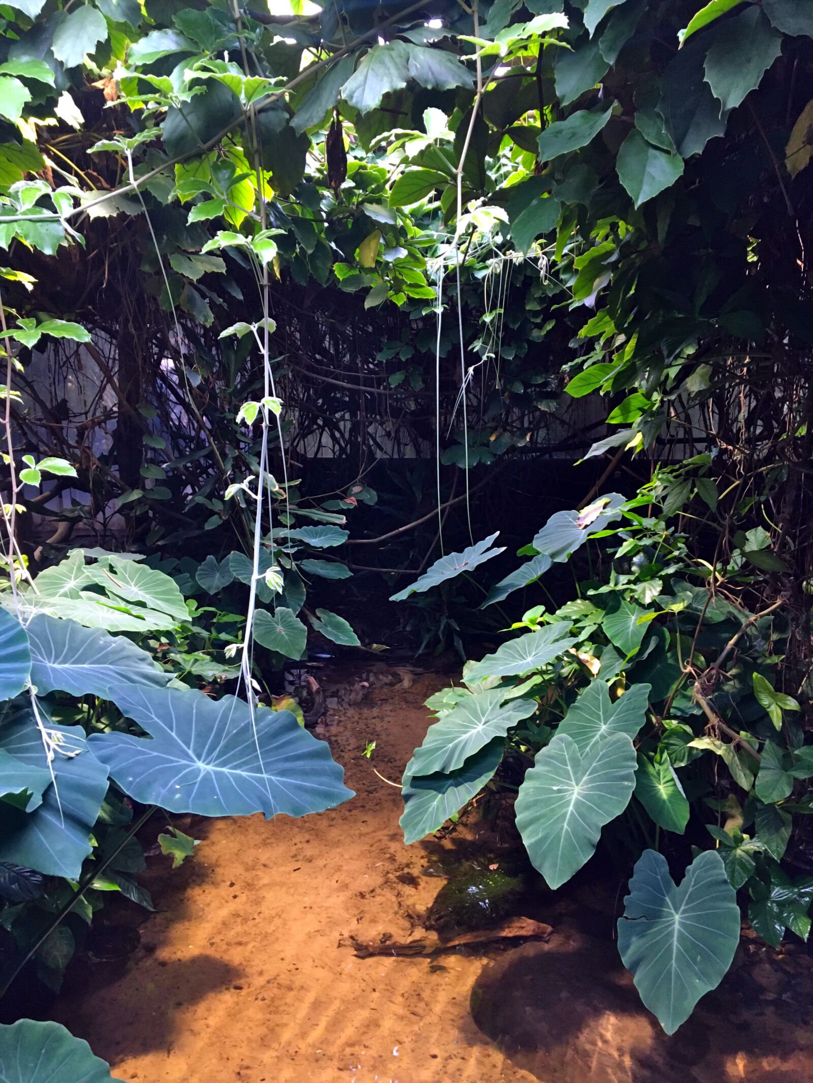 iPhone 6s back camera 4.15mm f/2.2 sample photo. Tropical, leaf, daylight photography