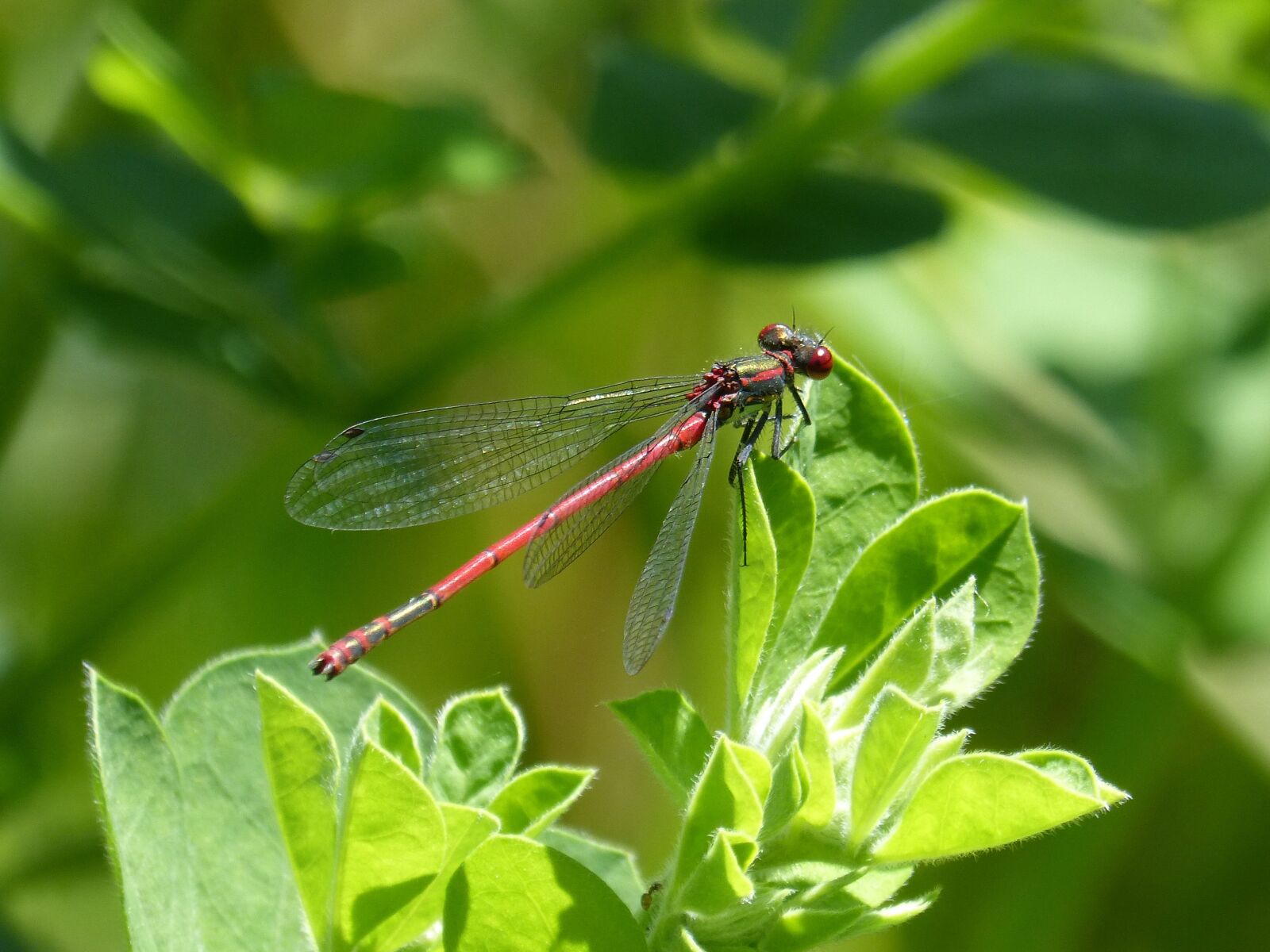 Panasonic DMC-FZ62 sample photo. Dragonfly, leaves, red dragonfly photography