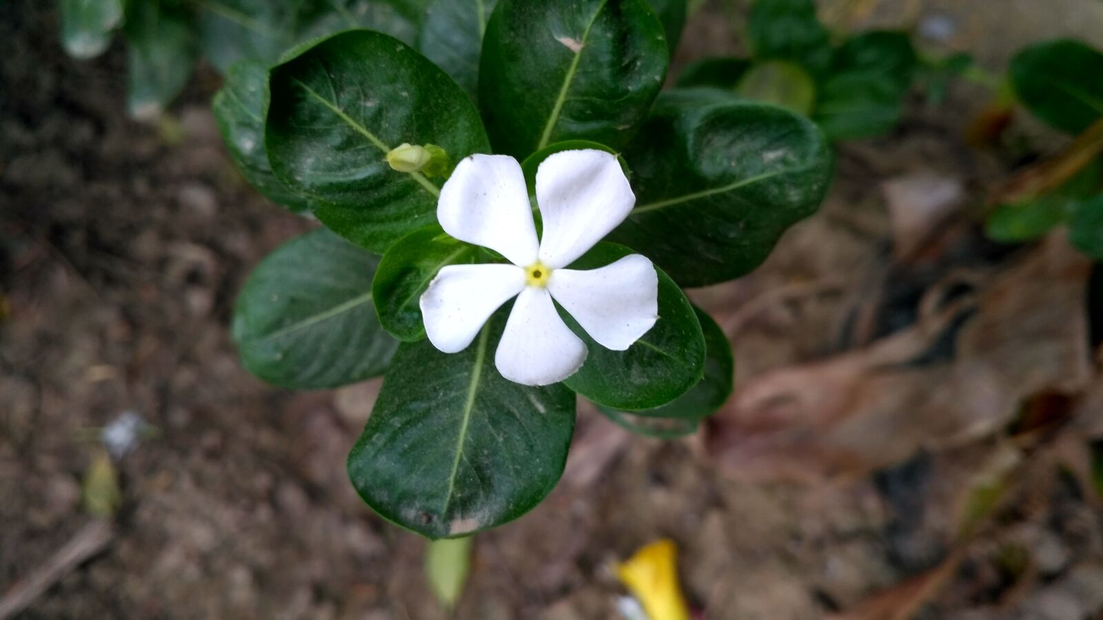 Xiaomi Redmi 3S sample photo. White flowers, flowers white photography