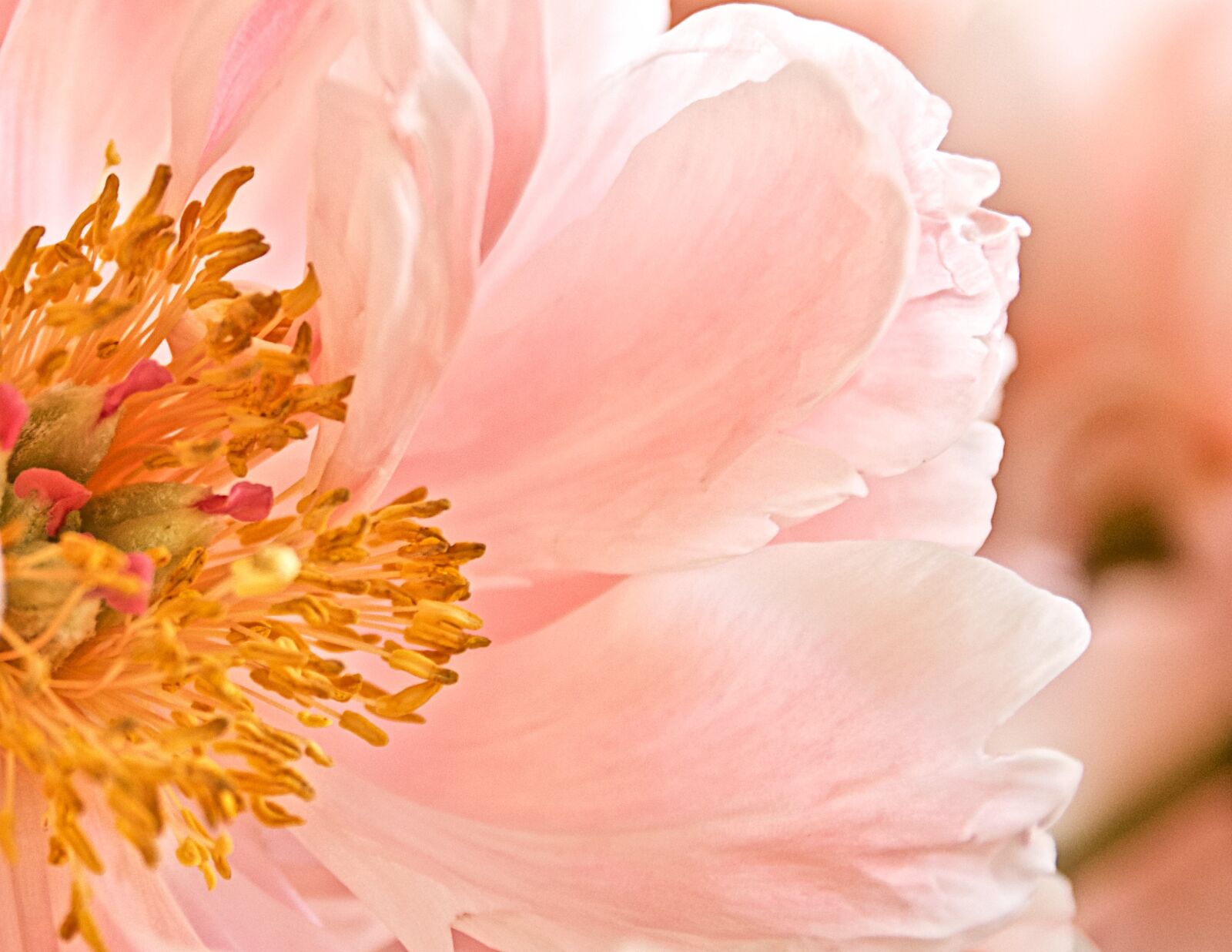 Nikon D7000 sample photo. Flower, pink, stamen photography