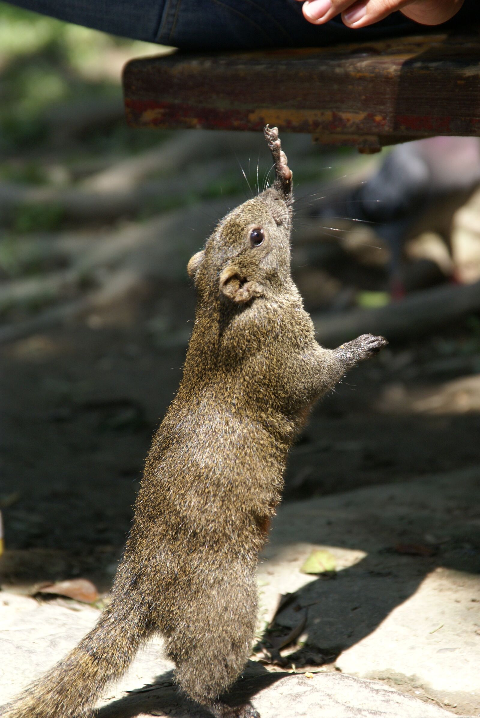 Sony Alpha DSLR-A100 sample photo. Squirrel, park, nature photography