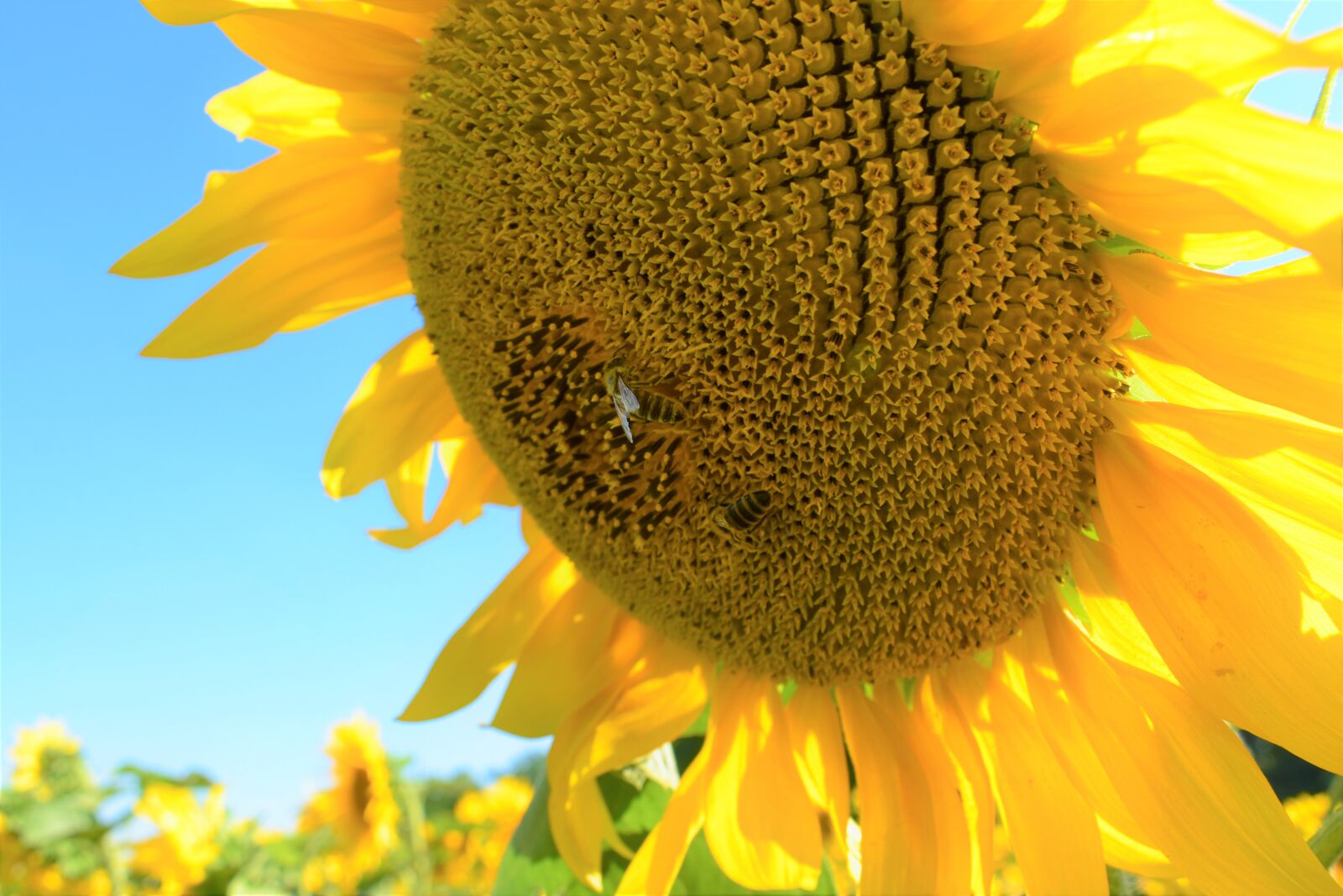 Nikon D3400 sample photo. Sunflower, flower, bee photography