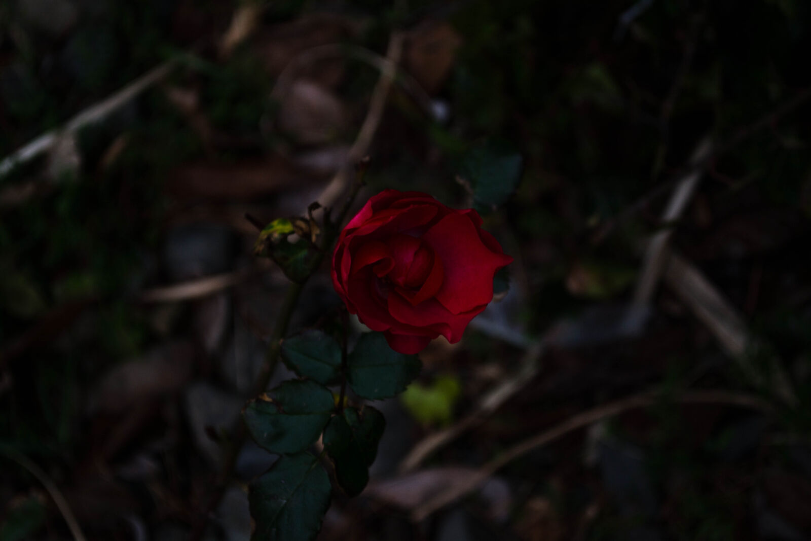 Nikon D5200 sample photo