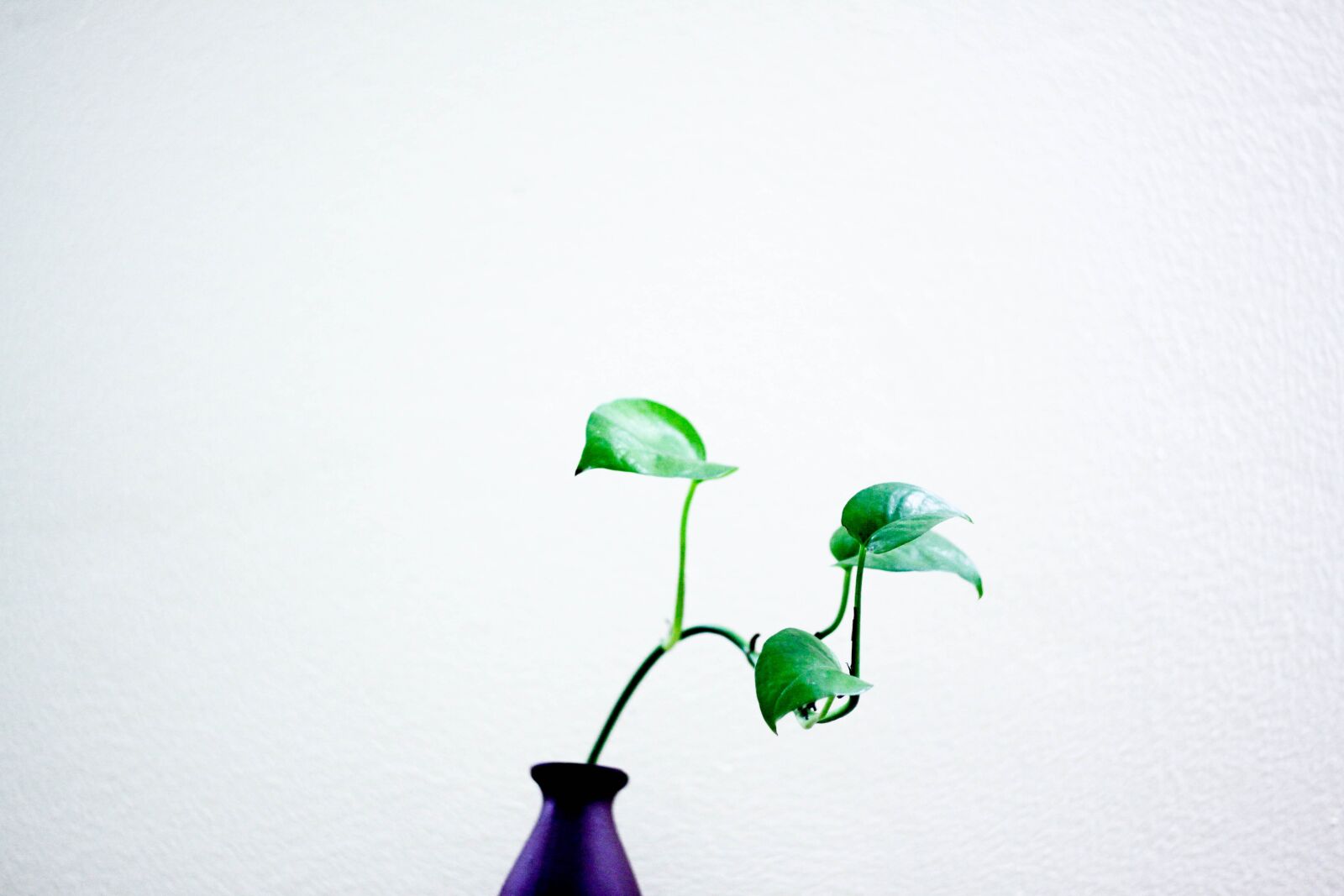 Canon EOS 50D sample photo. Plant, green, nature photography
