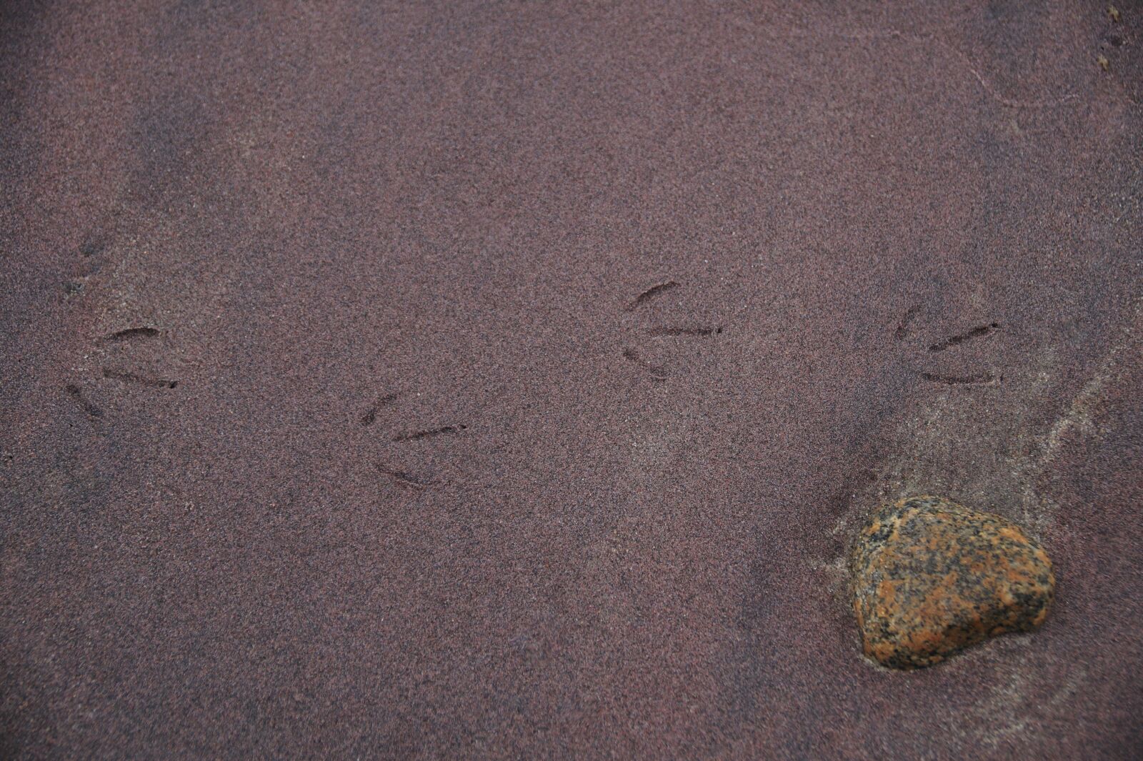 Sony SLT-A58 sample photo. Beach, sand, coast photography