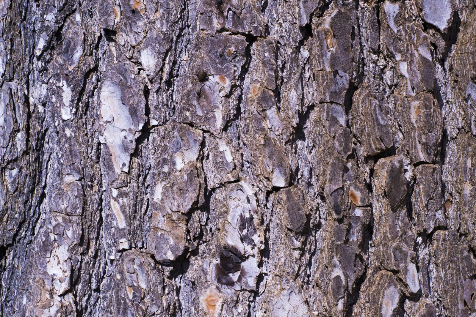 Nikon D3100 sample photo. Bark, tree, trunk photography