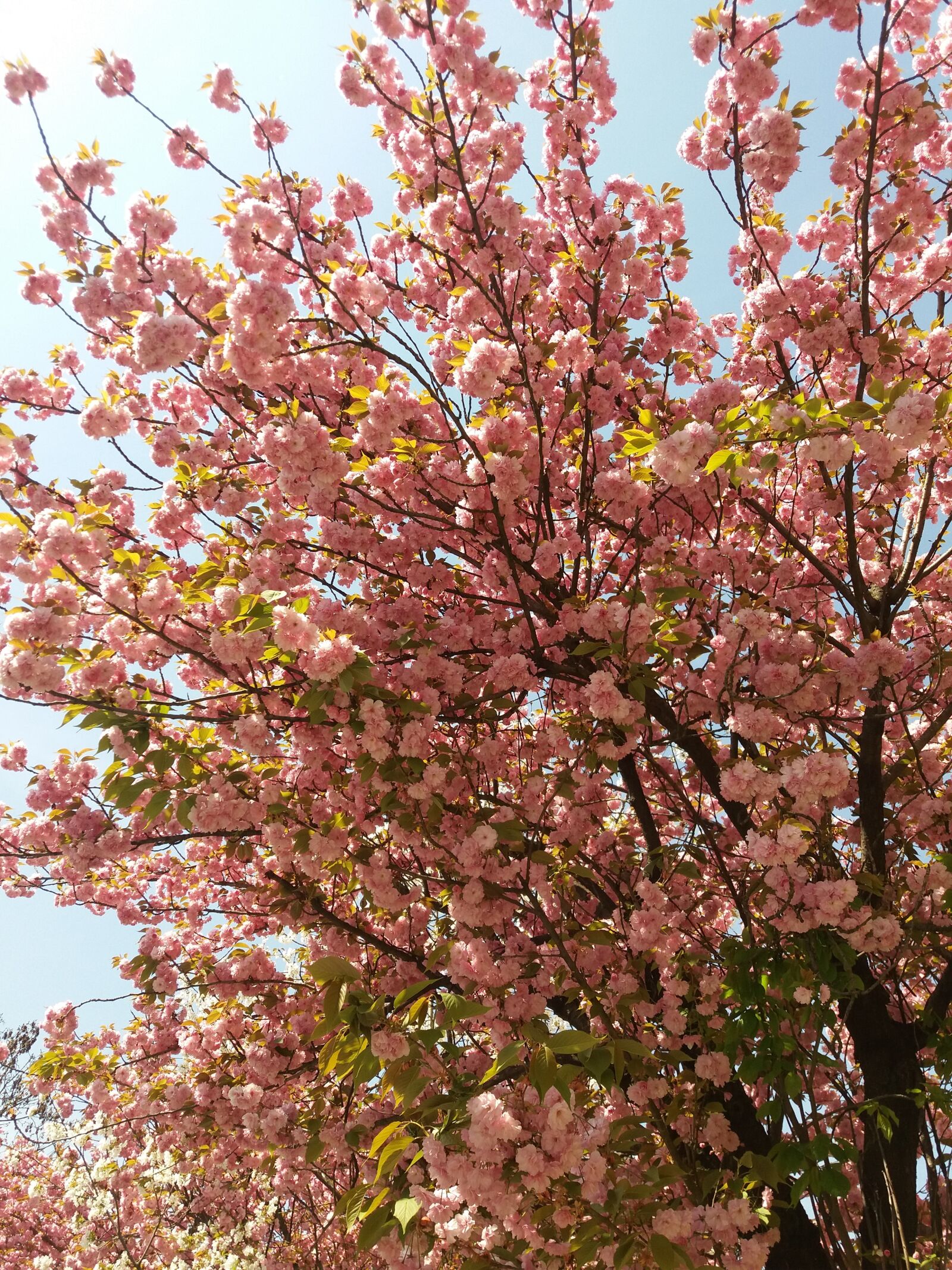 Samsung Galaxy J5 sample photo. Spring, views, flower photography