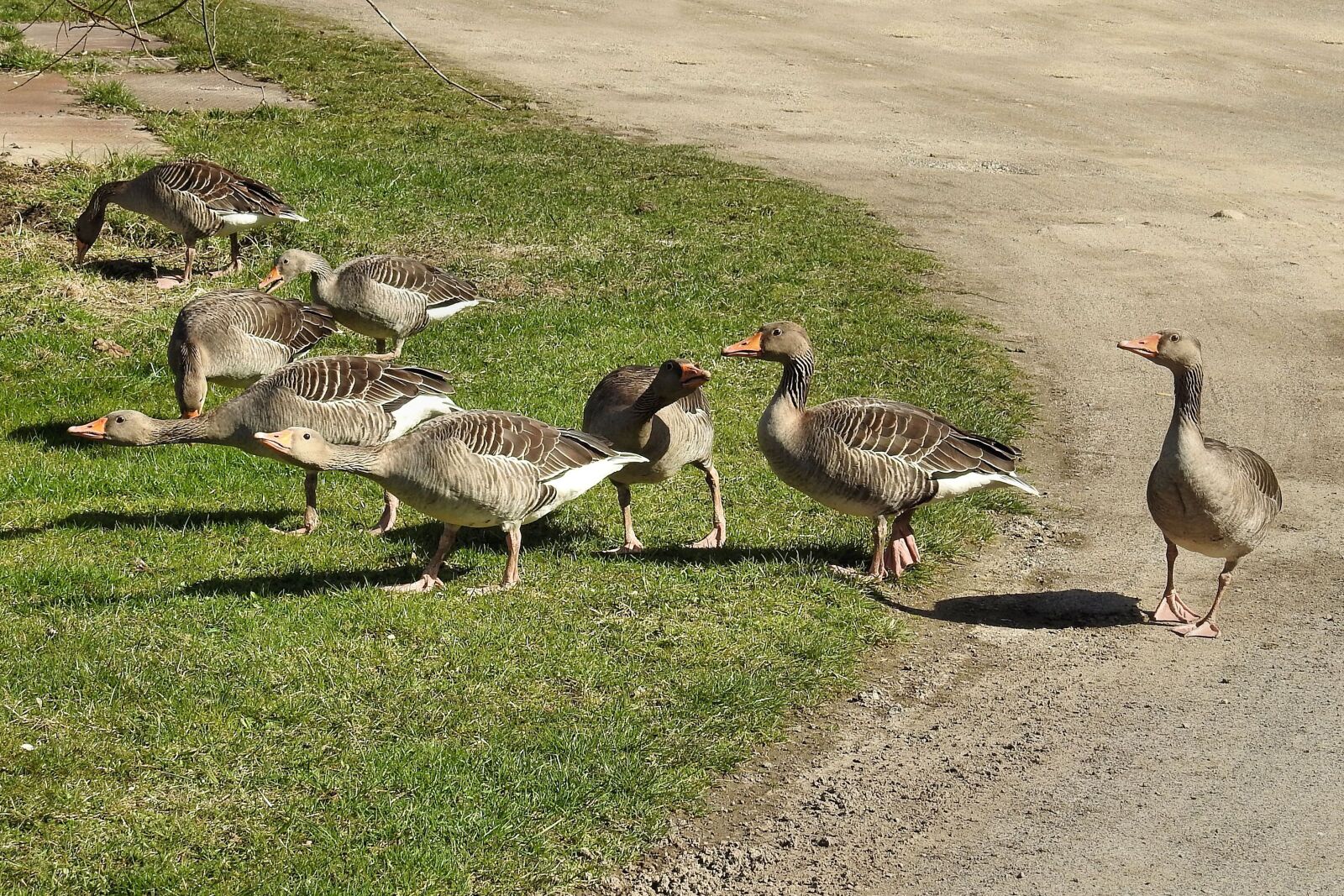 Nikon Coolpix P900 sample photo. Wild geese, grey geese photography