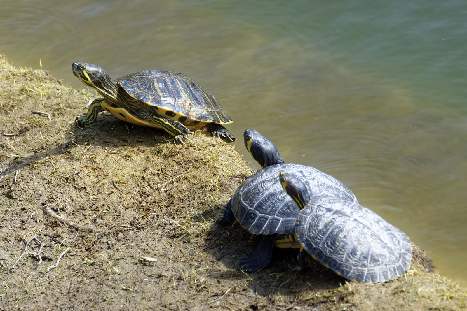 Nikon D5300 sample photo. Turtles, placed, mal photography