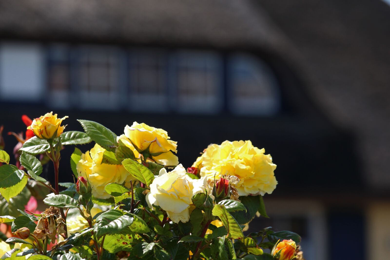 Canon EF-S 55-250mm F4-5.6 IS STM sample photo. Rosebush, front yard, thatched photography