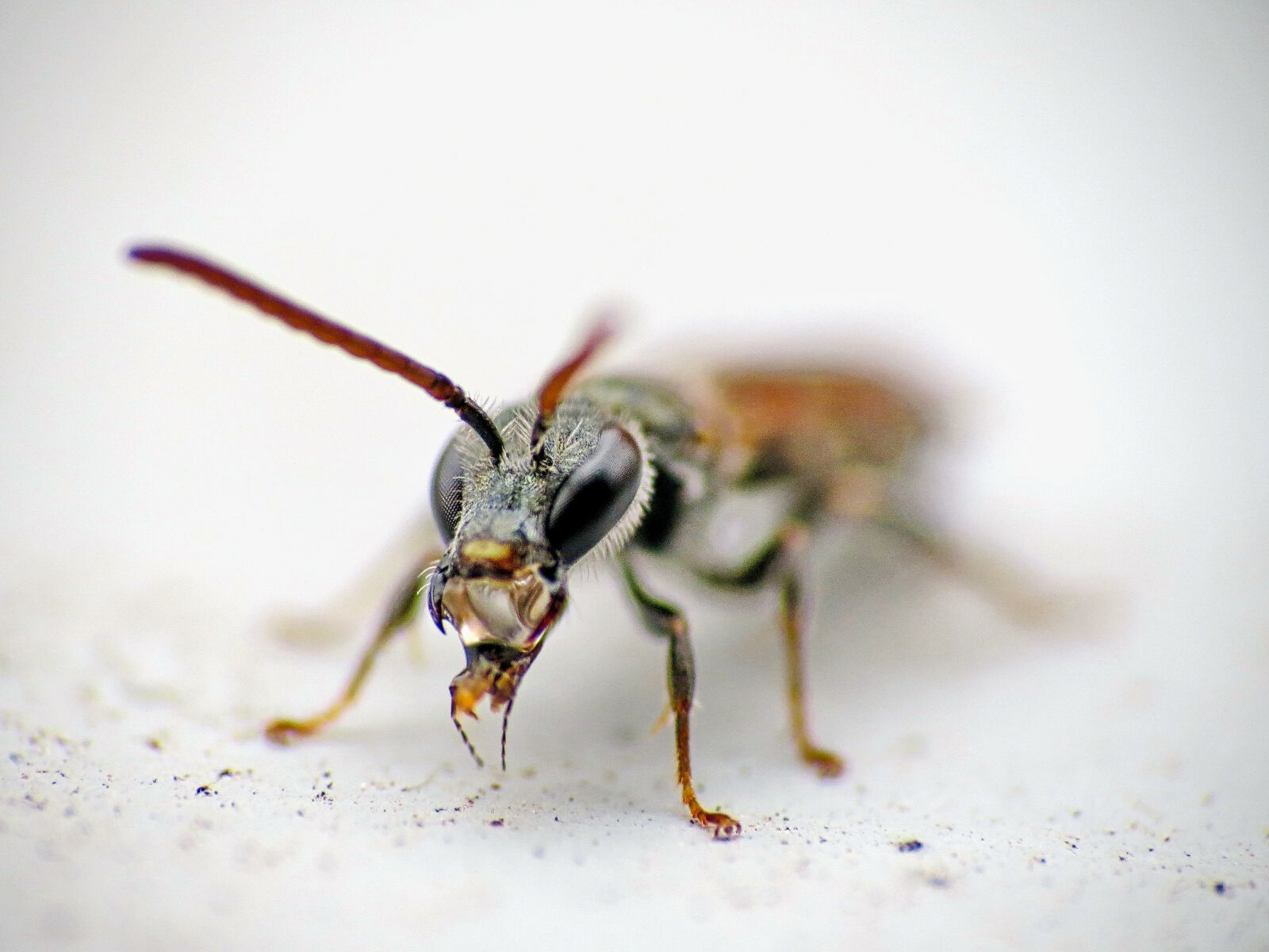Canon PowerShot SX40 HS sample photo. Insect, carnivorous, nature photography