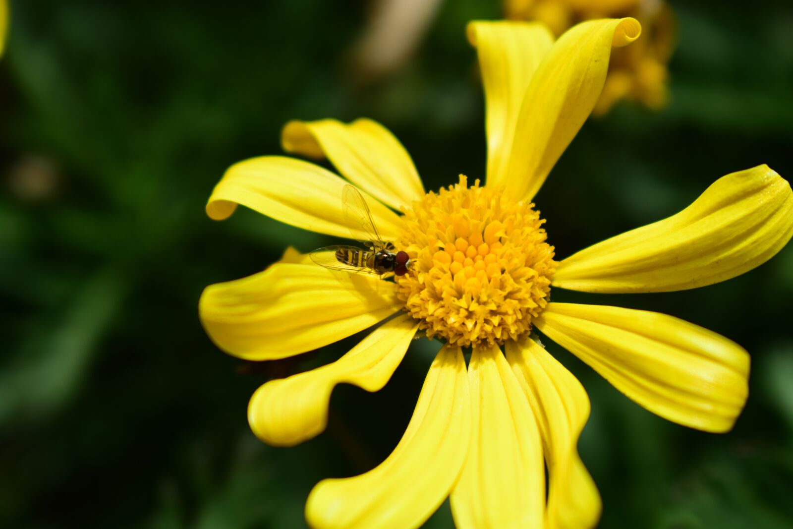 Nikon D3400 sample photo. Nature, summer, plant photography