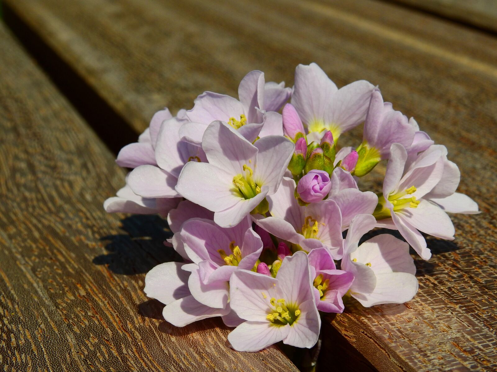Nikon Coolpix P900 sample photo. Flower, blossom, bloom photography